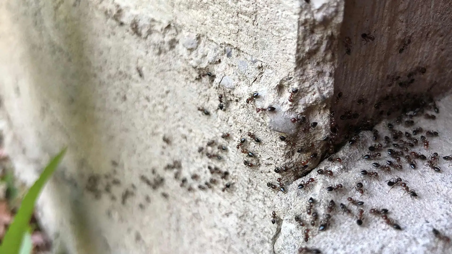 Ants crawling around the perimeter of a home in Gilbert, AZ.