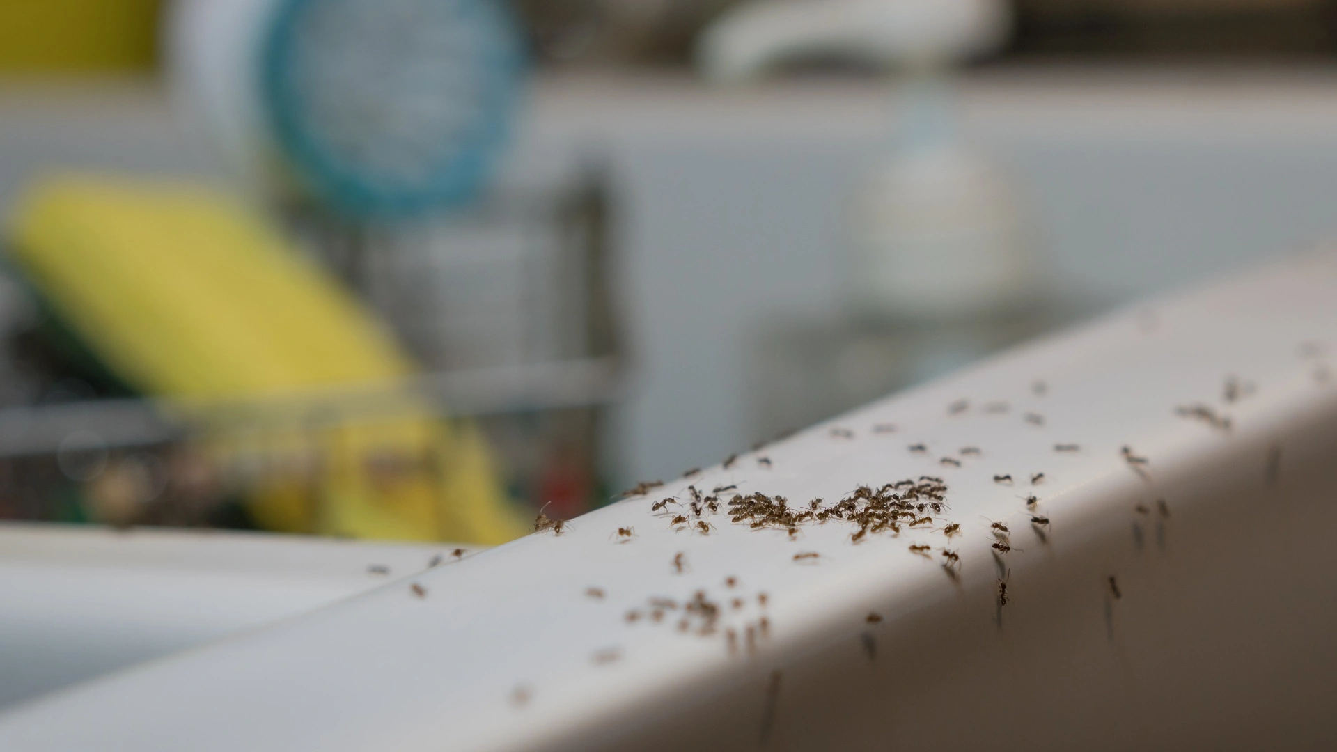 Look for These 3 Things Before Hiring a Perimeter Pest Control Company