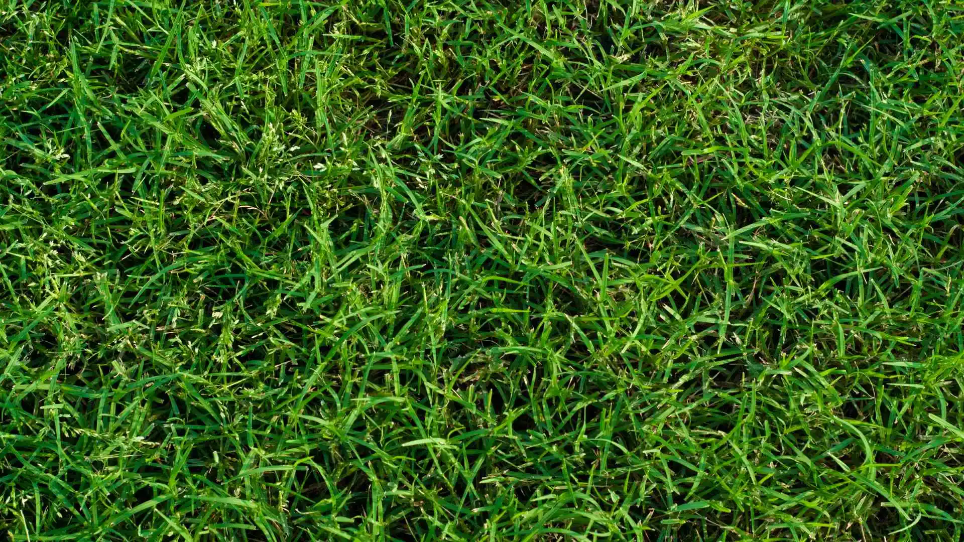 Your Guide to Having a Green Lawn Year-Round in Arizona