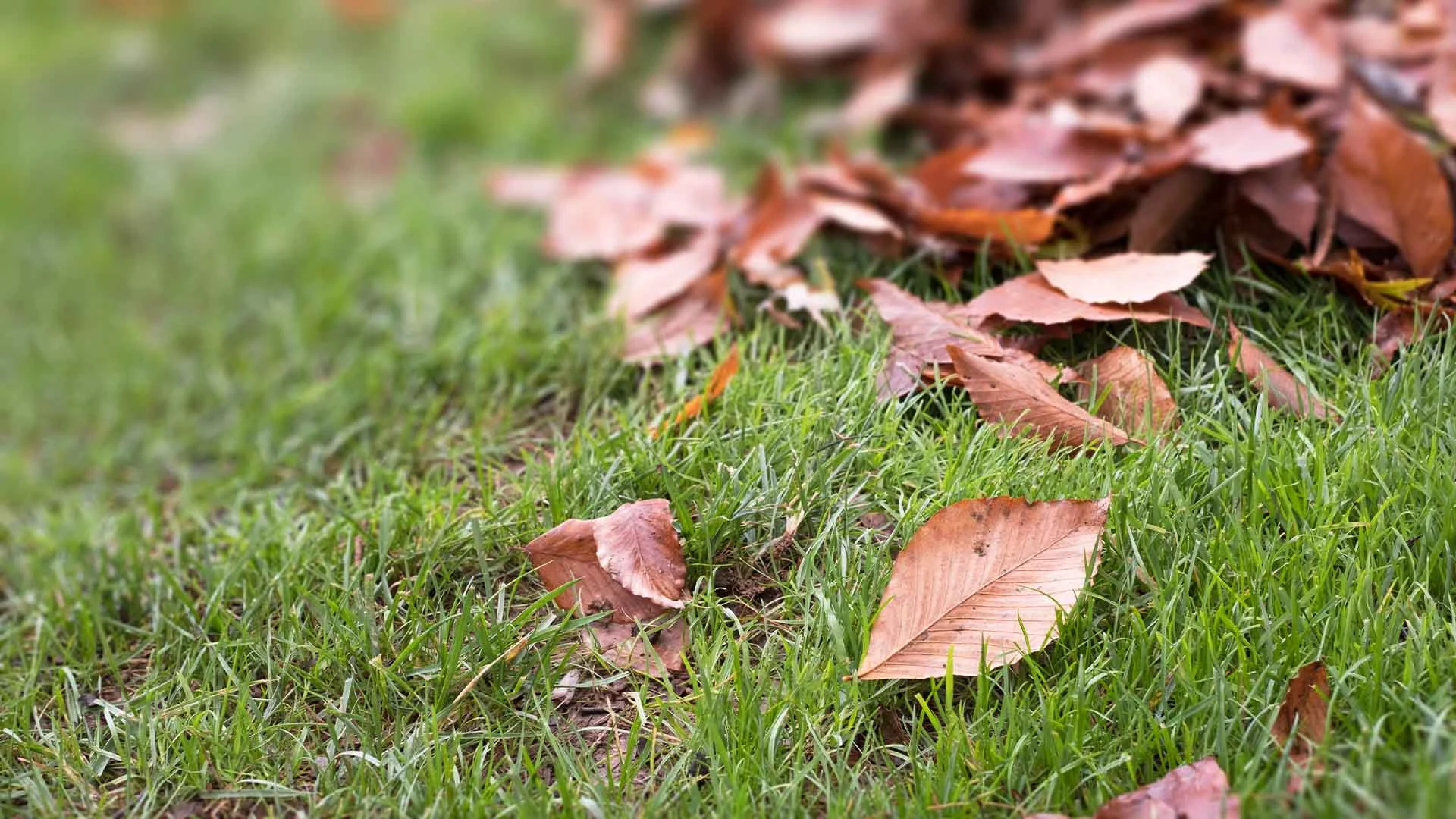 Brown leaves on green grass in Gilbert, AZ.