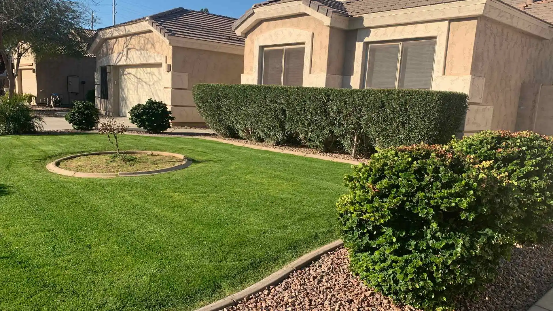 Benefits of Pruning & Trimming Plants in Arizona in the Spring