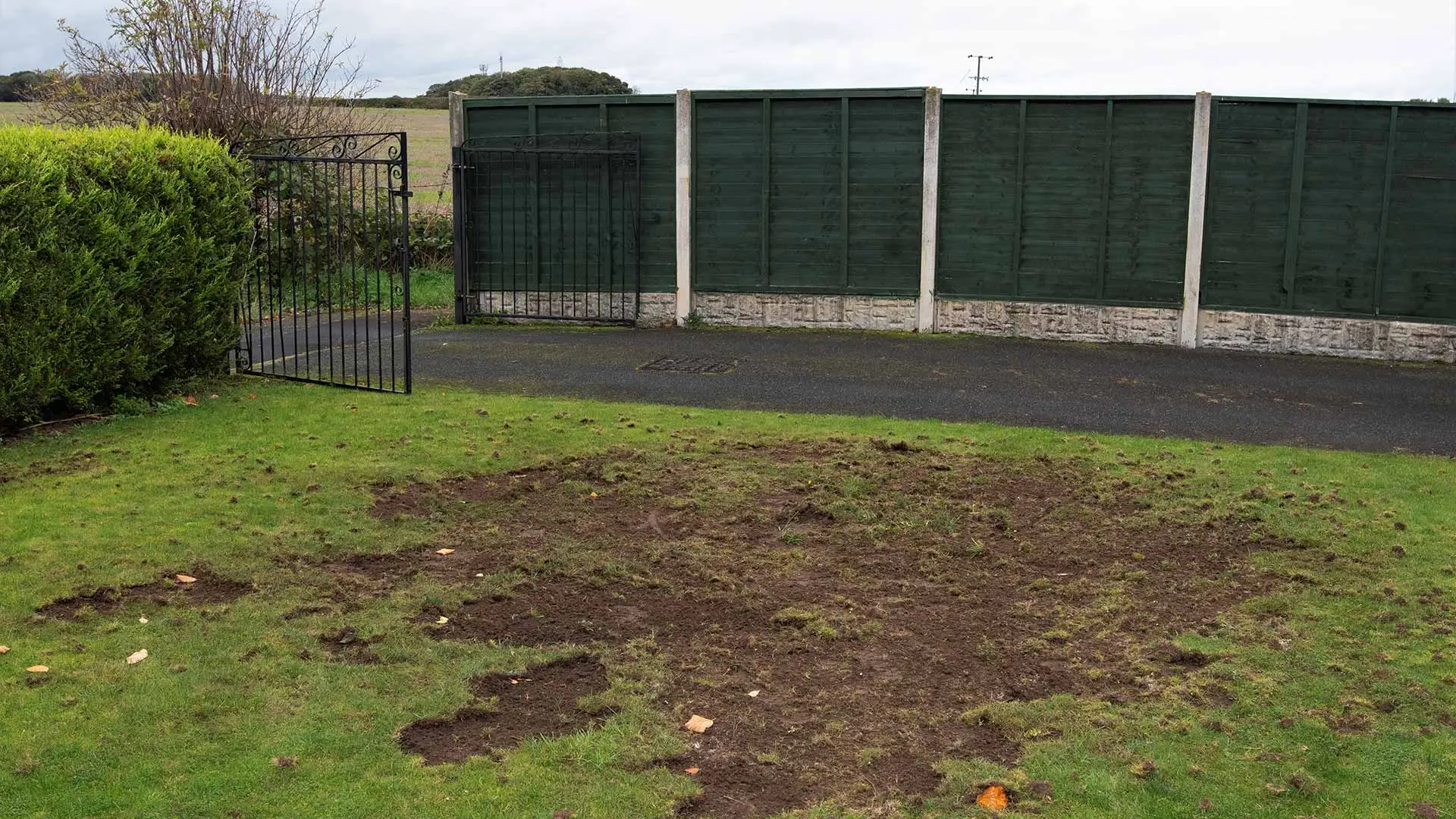 Are Chafer Beetles Destroying Your Turf? Here’s What to Do!