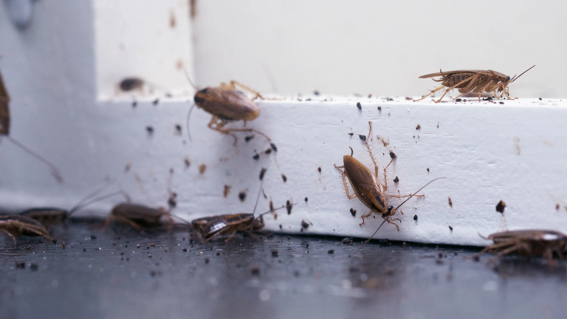 3 Ways to Keep Cockroaches Out of Your Home or Business