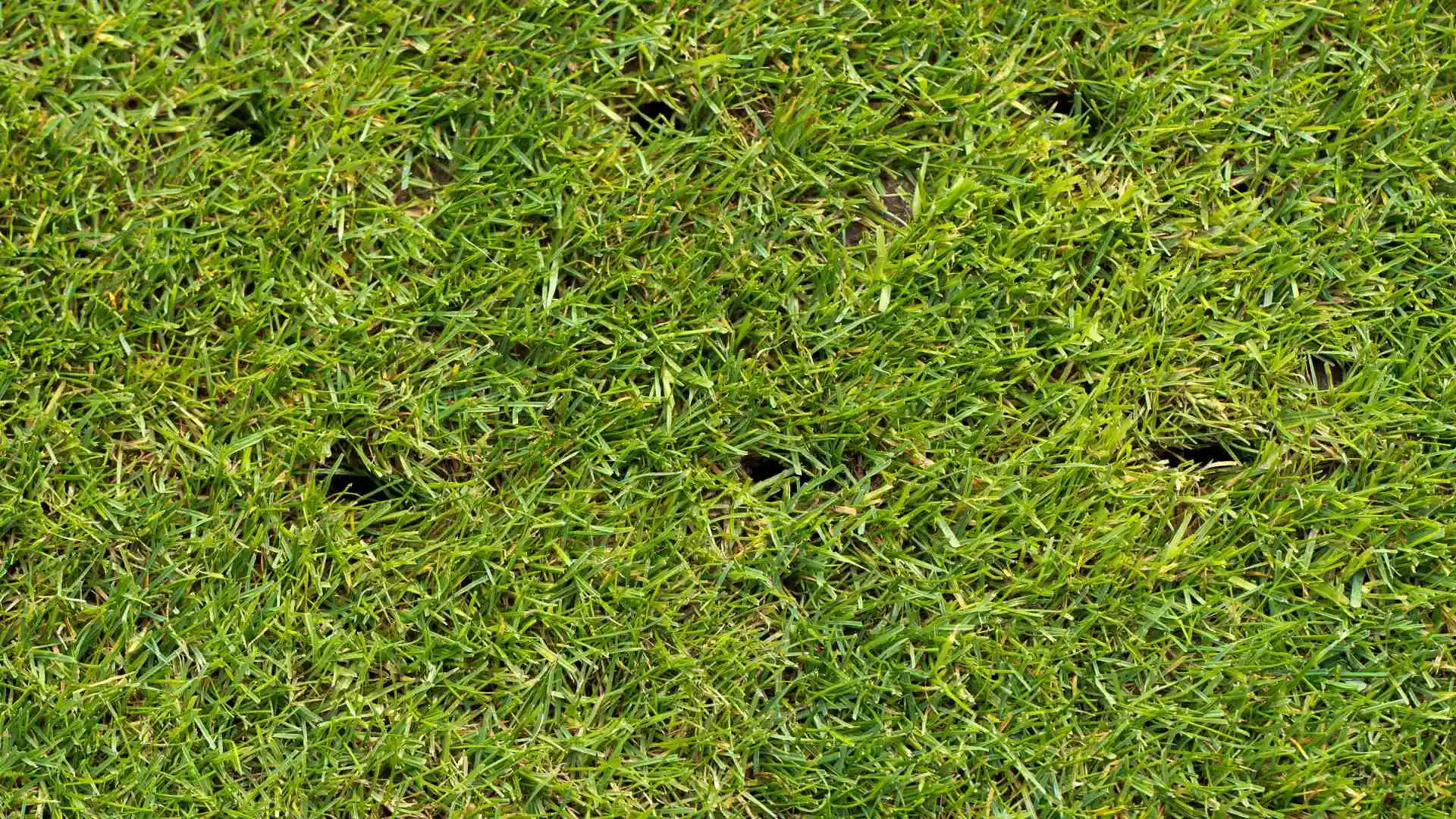 Help Your Grass Transition Into the Warmer Months With Core Aeration