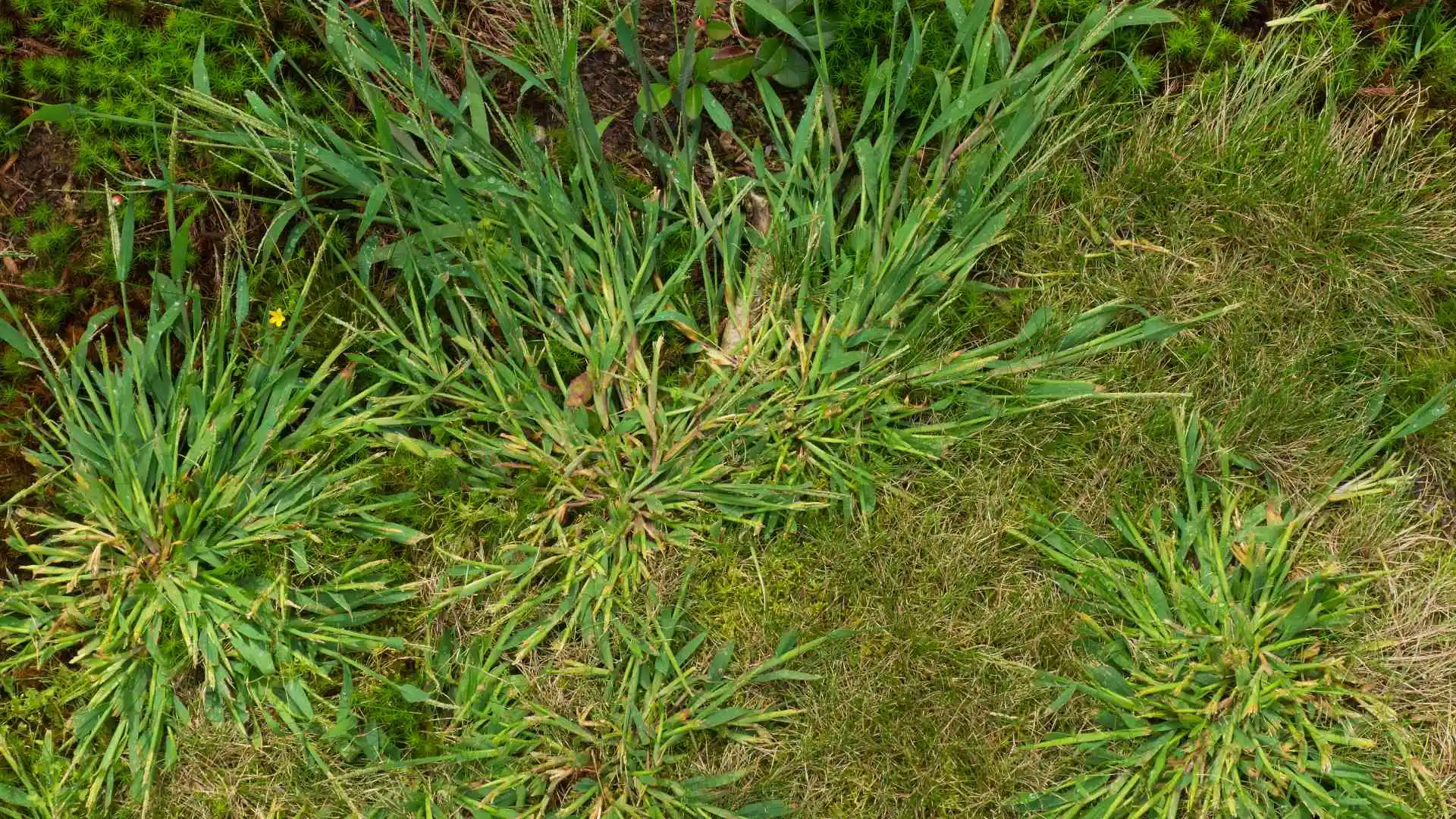 4 Common Spring Weeds to Keep Your Eye Out for in Arizona