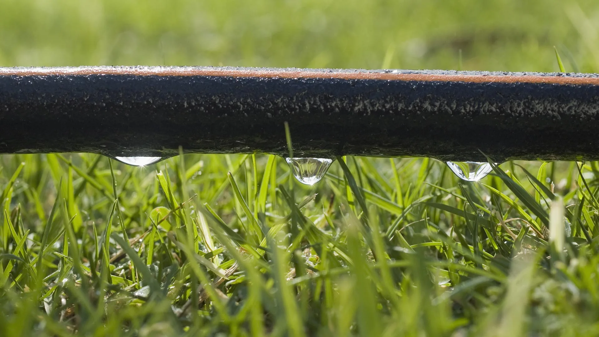 Sprinkler vs Drip Irrigation - Here’s What to Consider before Choosing