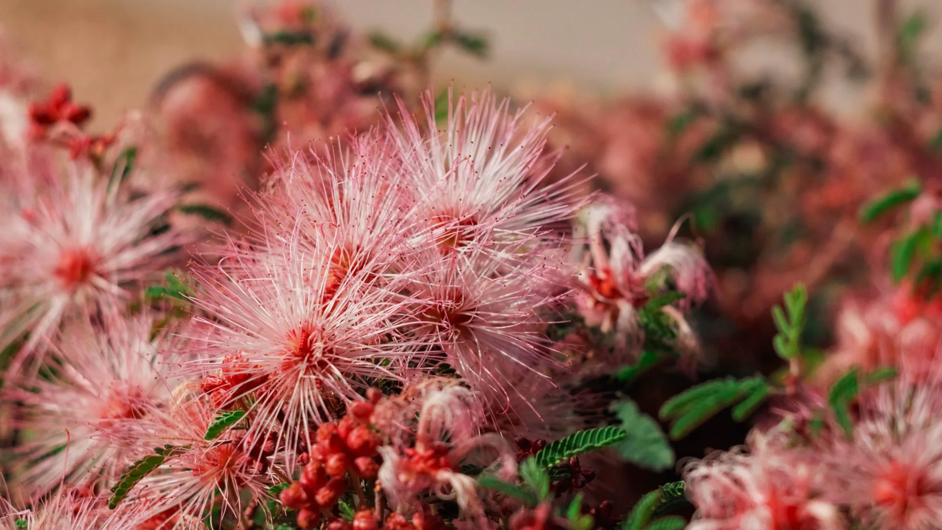 4 Amazing Spring Blooms to Plant in Your Garden in Arizona
