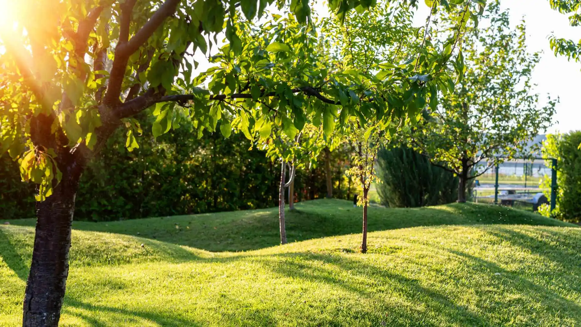 The 3 Best Ways to Keep Your Trees From Succumbing to a Tree Disease