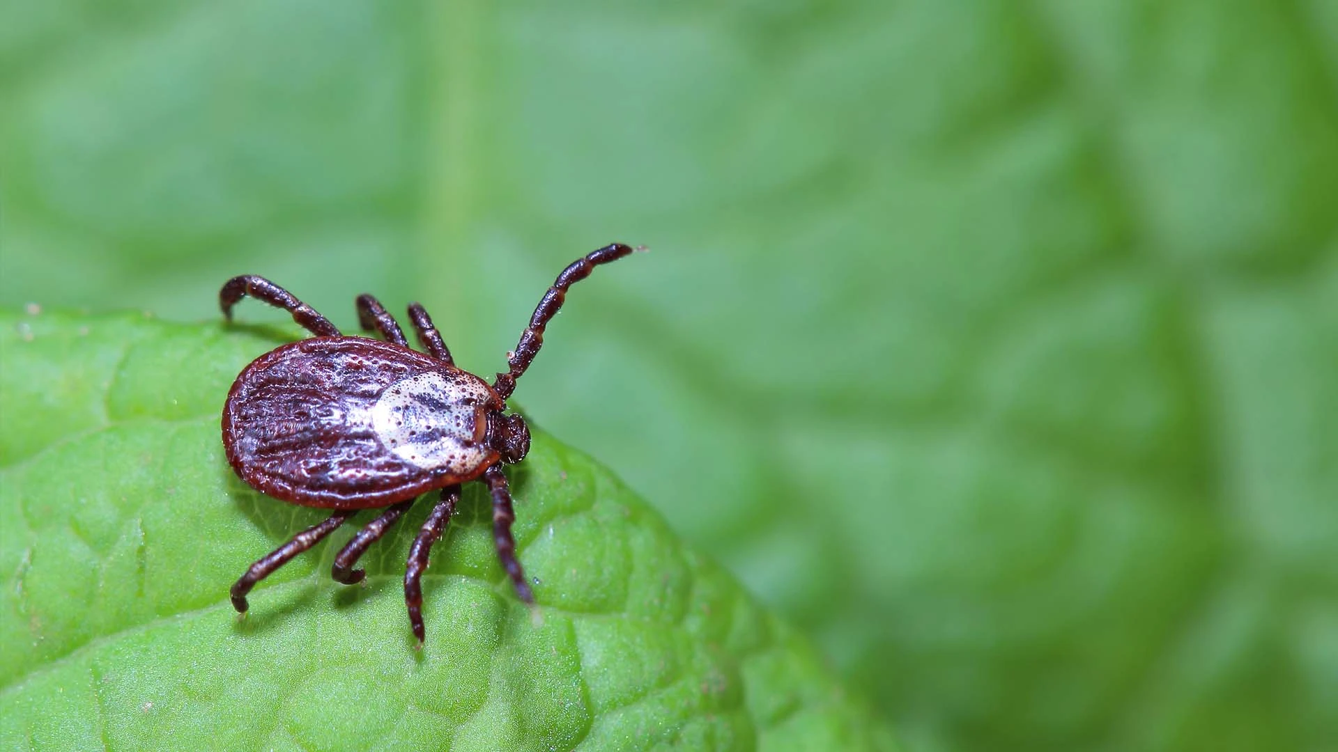 Tick crawling across a green leaf near Gilbert, AZ.
