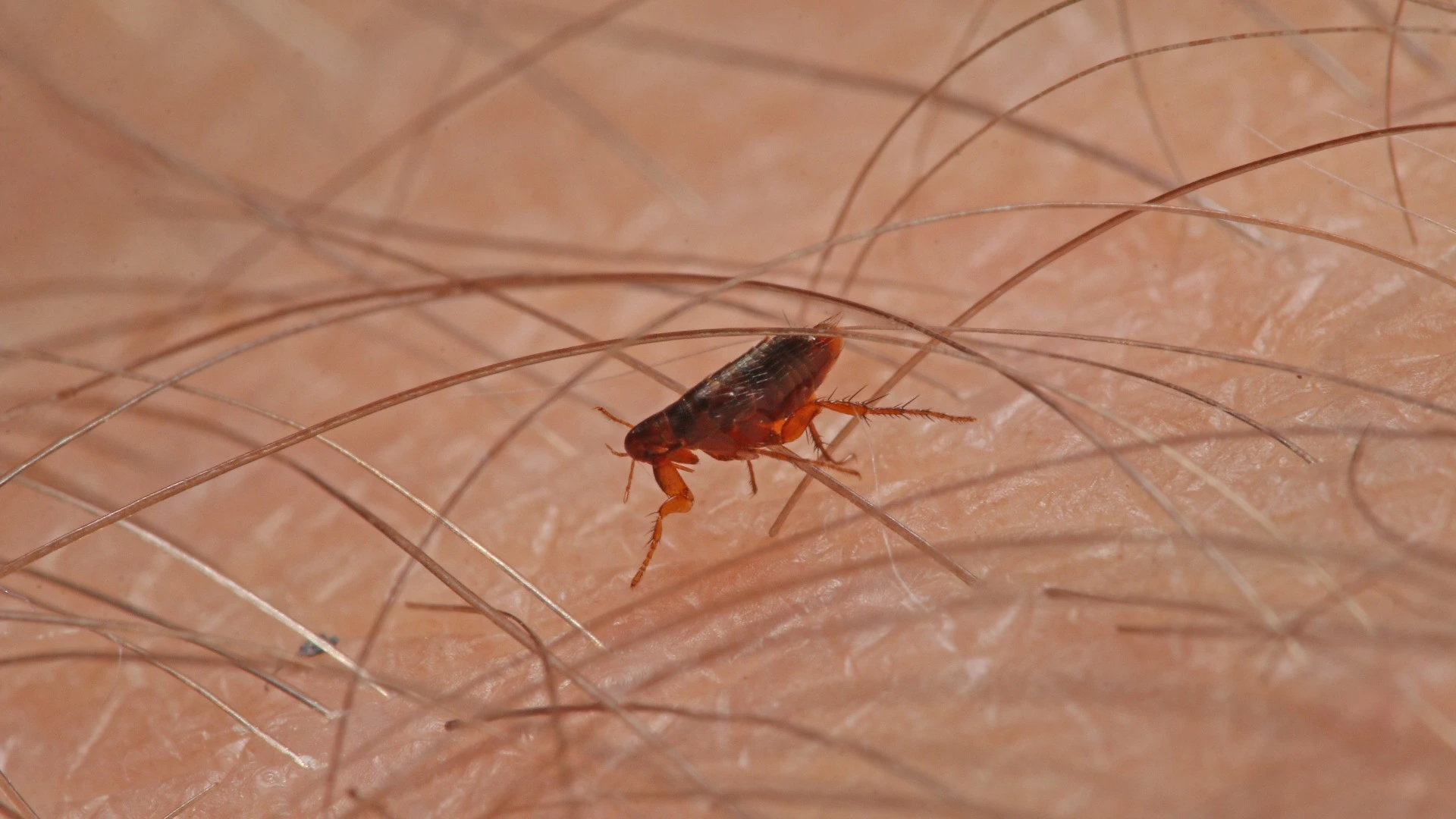 How to Deal With Fleas & Ticks in Arizona