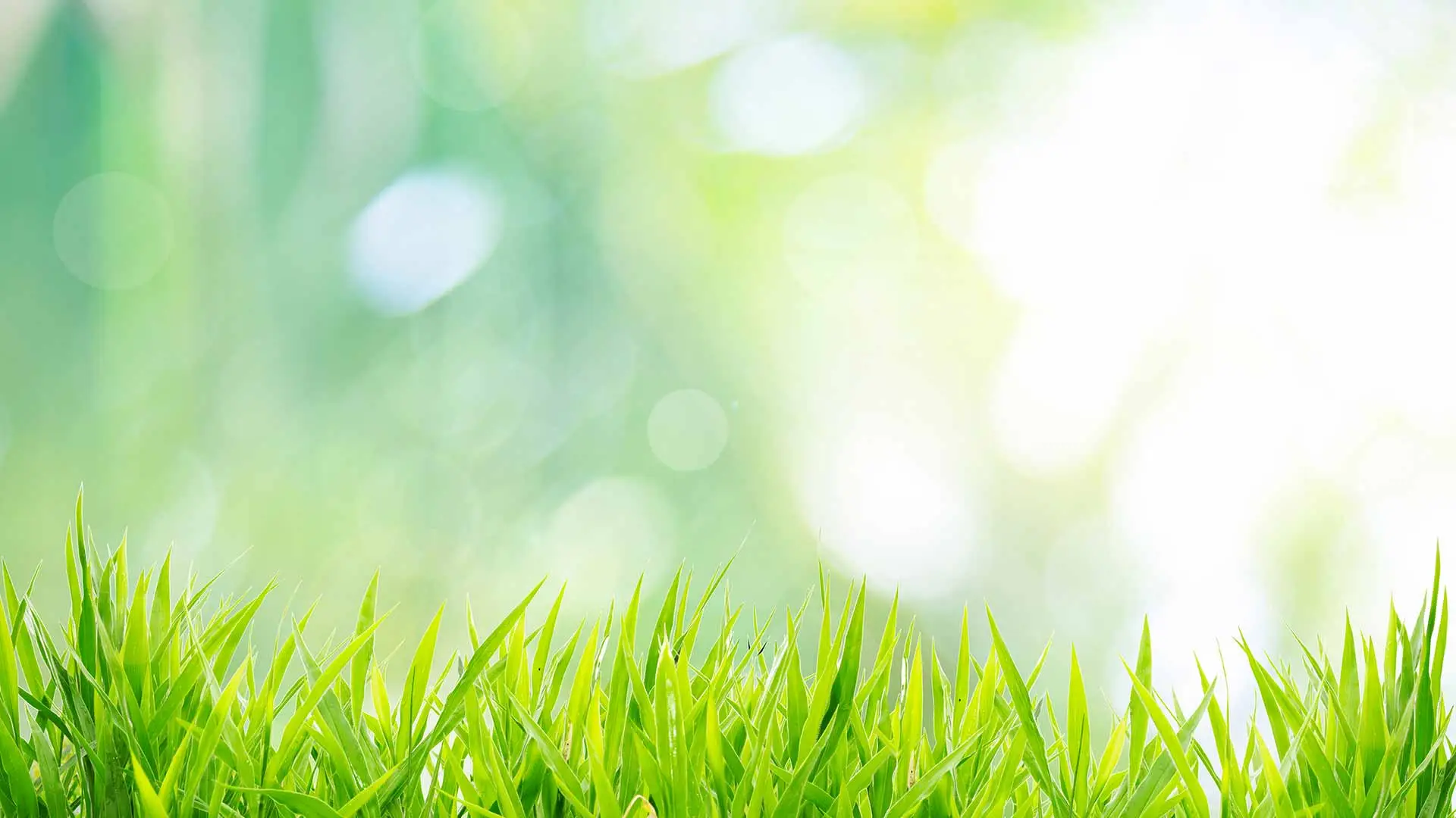 Grass background graphic