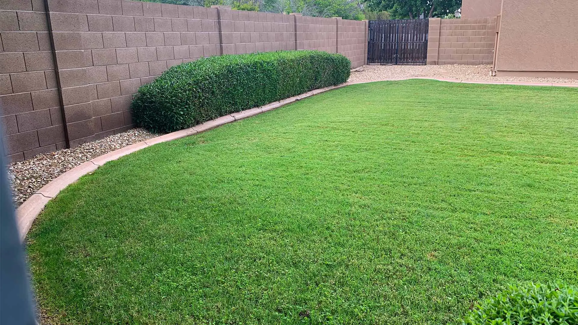 Weed-free backyard at a home in Mesa, AZ.