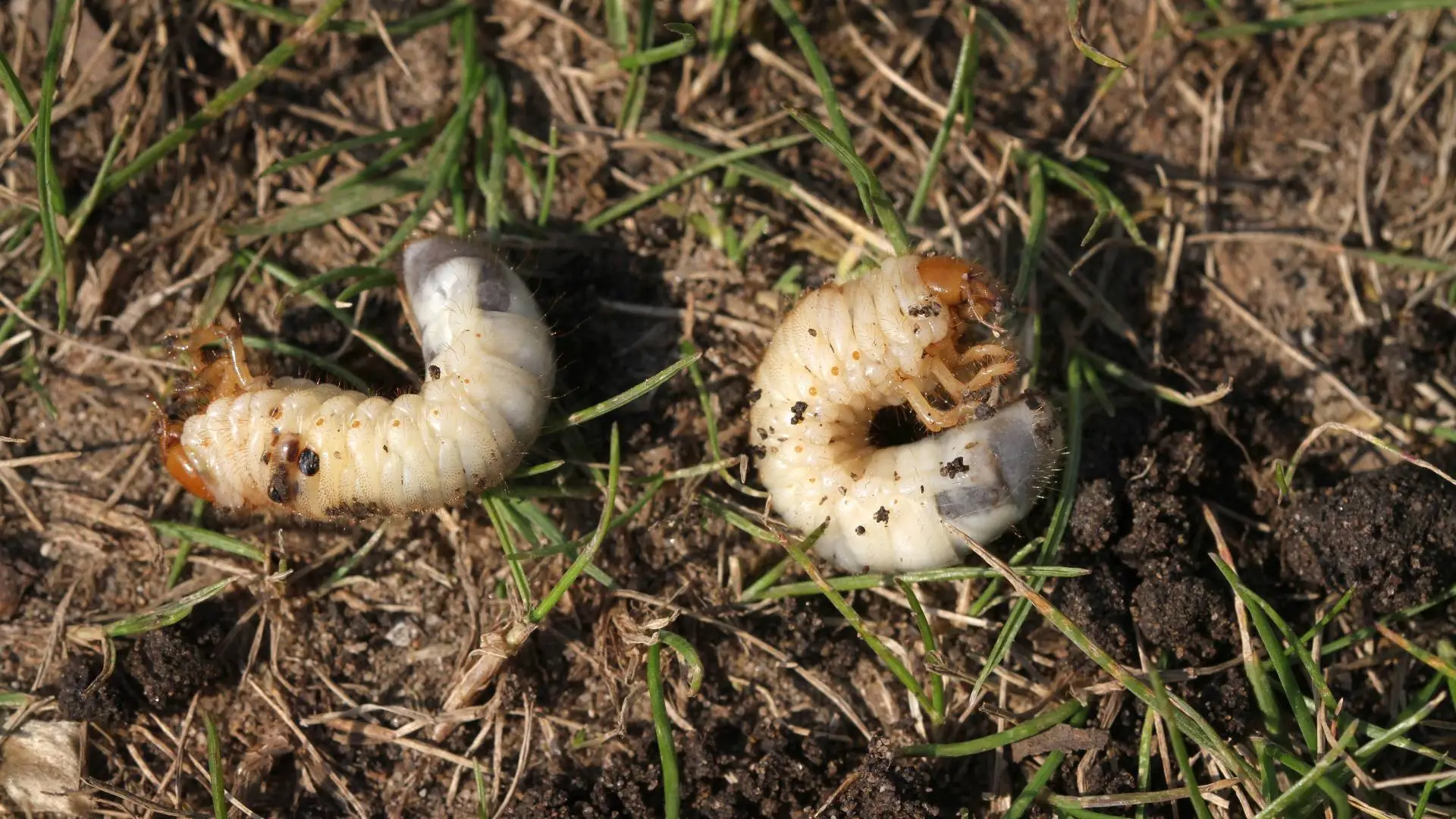 Grub Season Is Approaching Fast - Act Now Before It’s Too Late!
