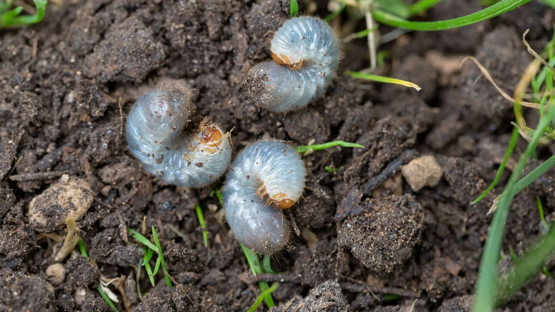 4 Tell-Tale Signs That Your Lawn Is Infested With Grubs