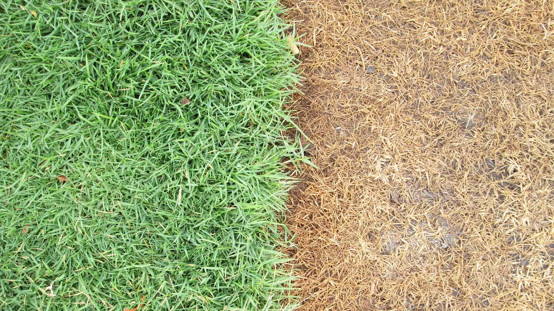 The Top 3 Lawn Diseases We See in the Gilbert, AZ Area