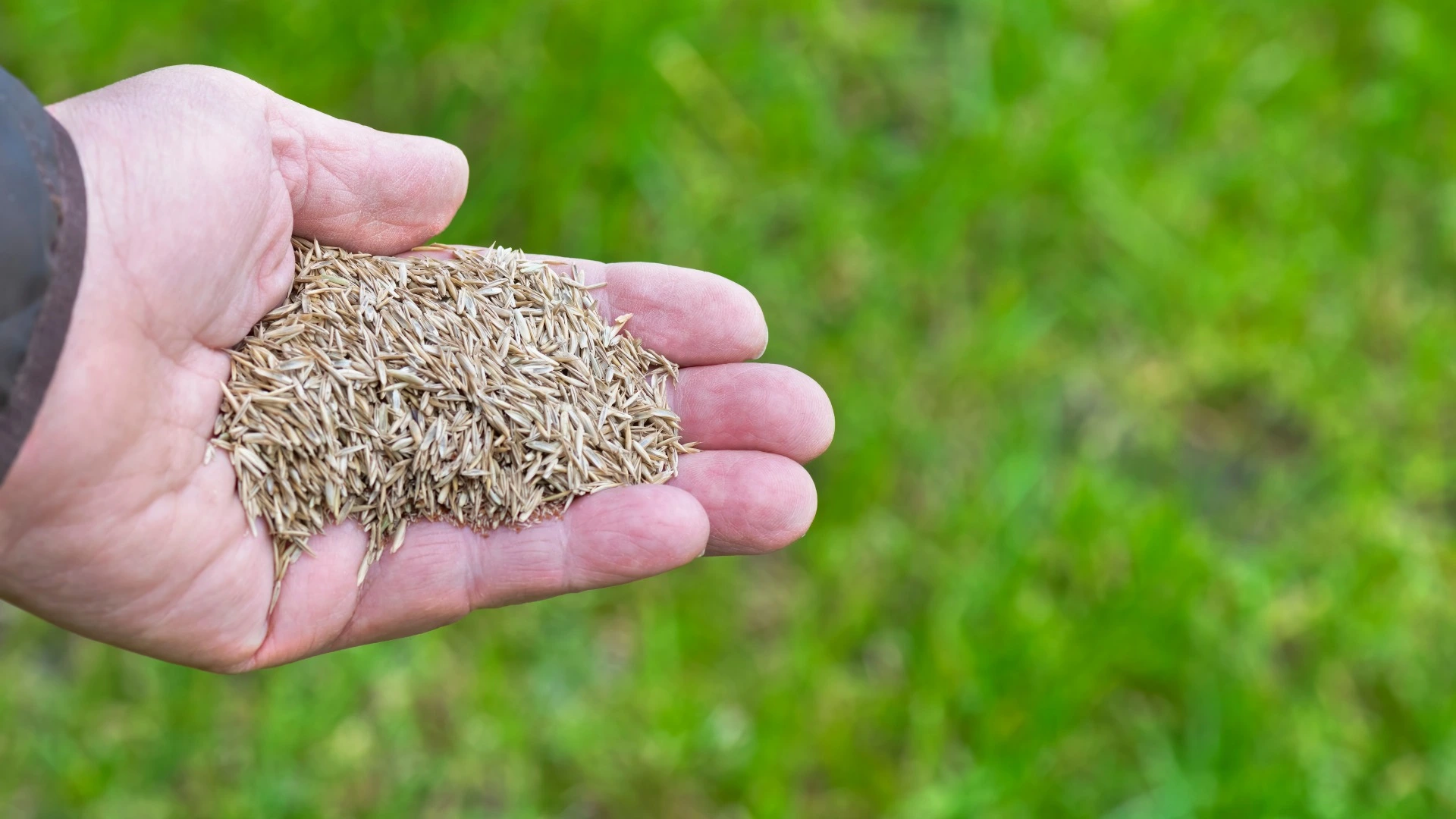Handful of seeds shown in Mesa, AZ.