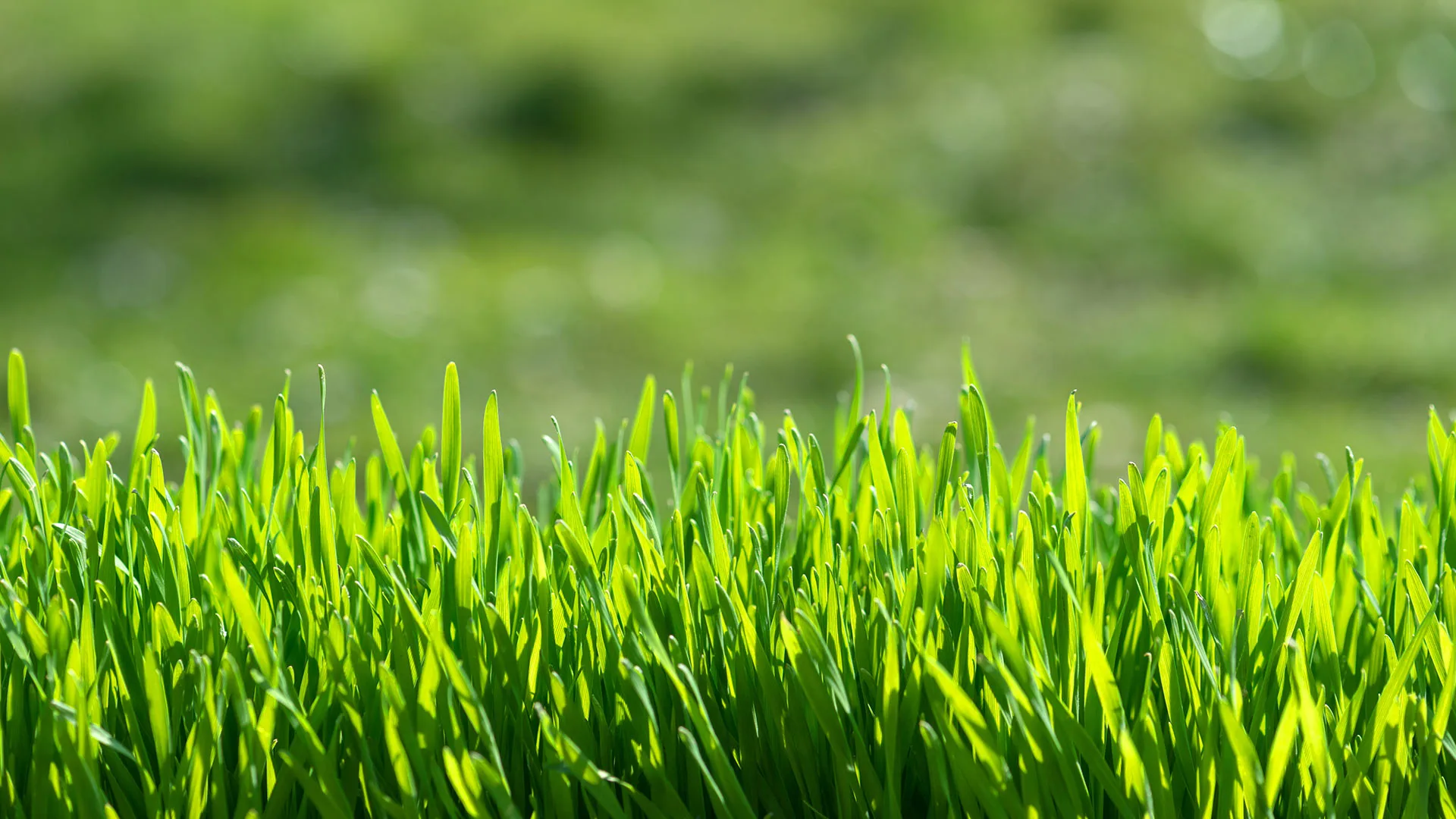 Here's What Your Lawn Needs to Bounce Back from Winter