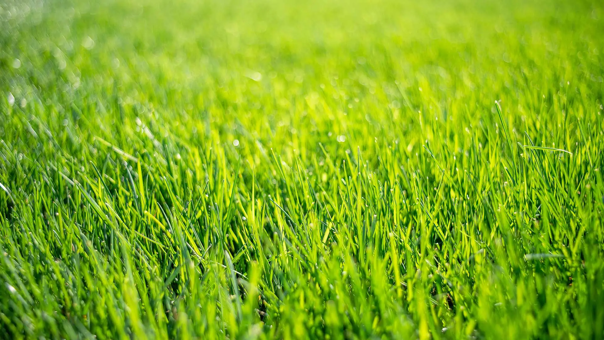 Should I Aerate My Lawn in the Spring in Arizona?