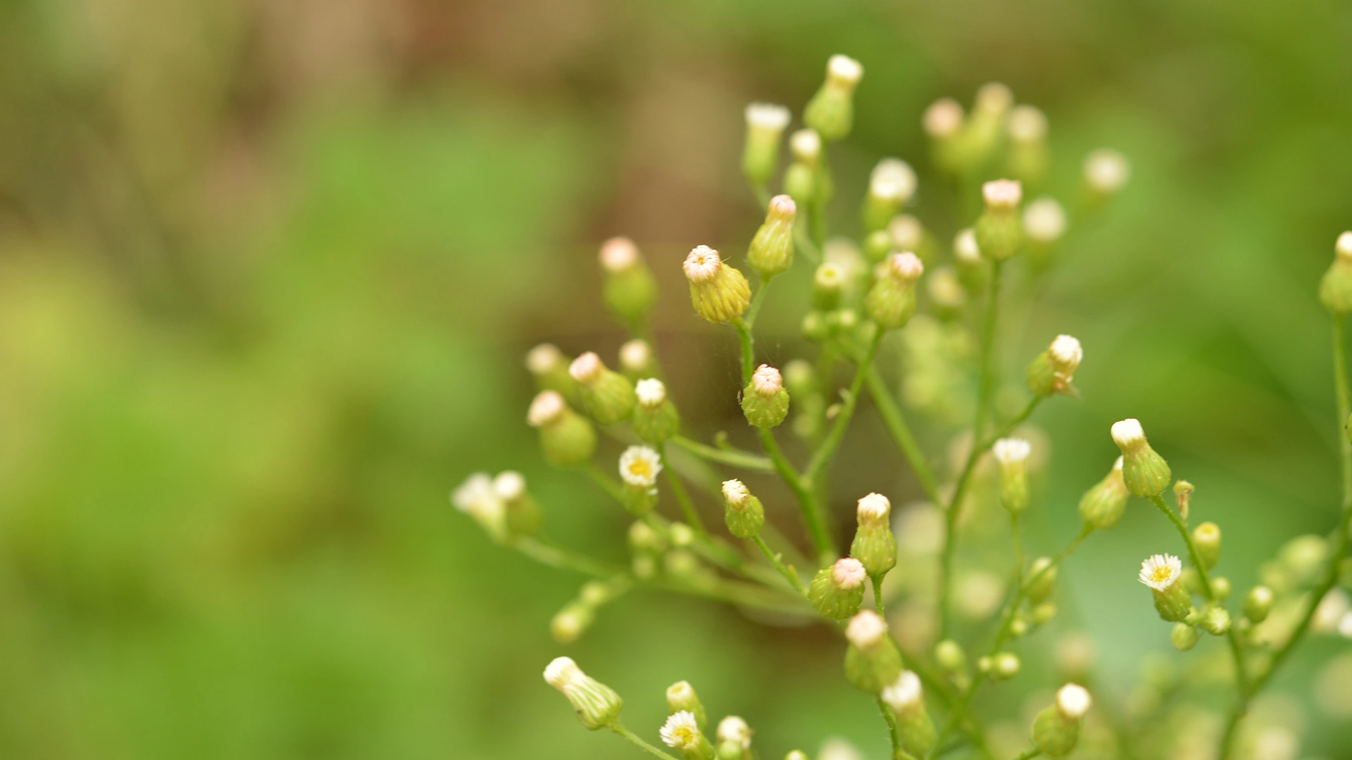 Be on the Lookout for These 4 Weeds as the Fall Season Approaches