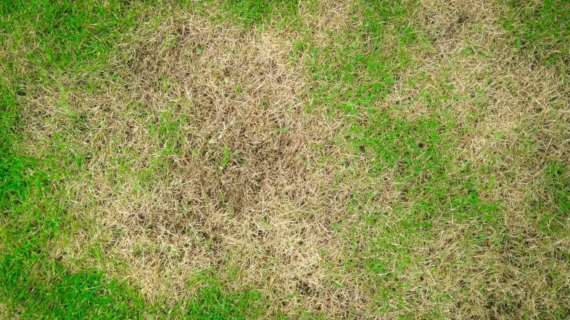 As Temperatures Rise, so Do the Chances for Lawn Diseases