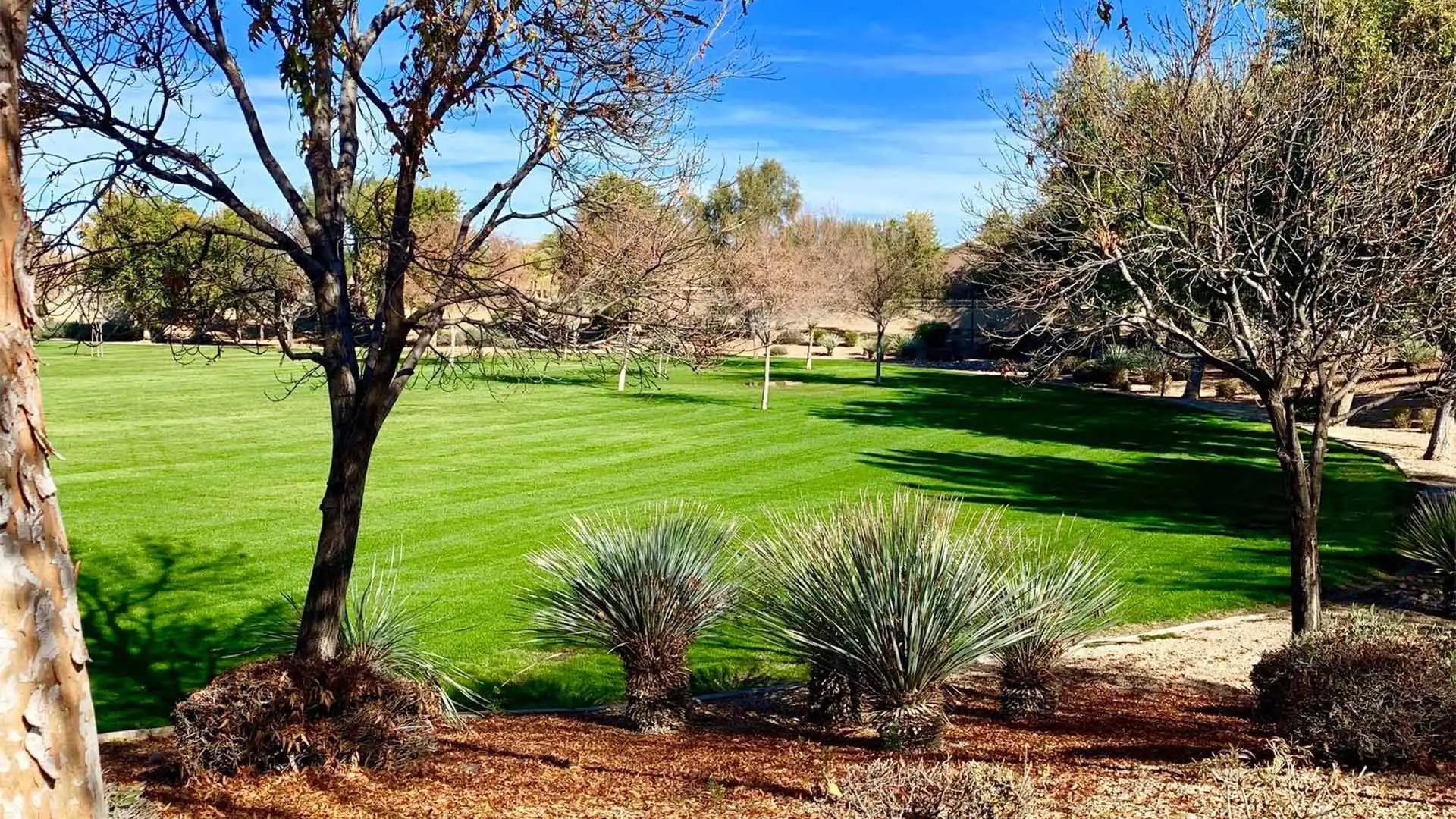 A large yard in Chandler, AZ with landscape maintenance services.