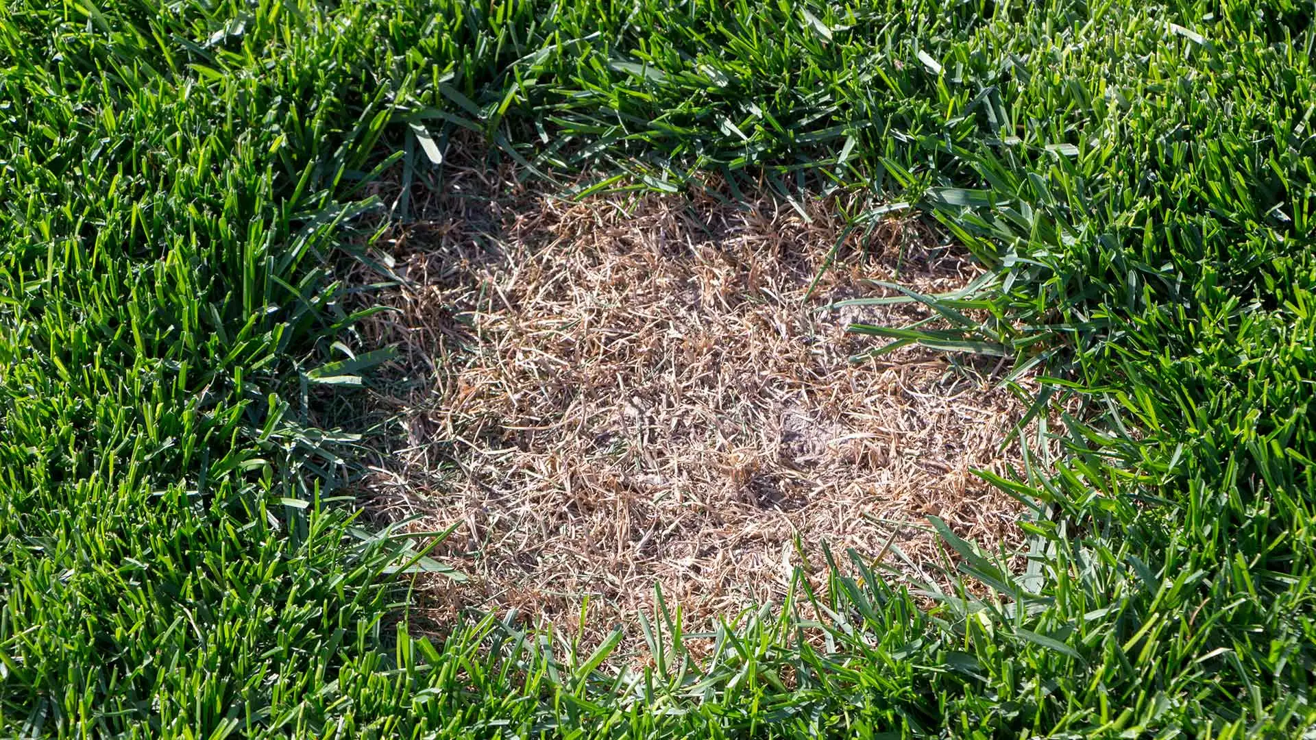 Lawn disease spot in a yard near Chandler, AZ.