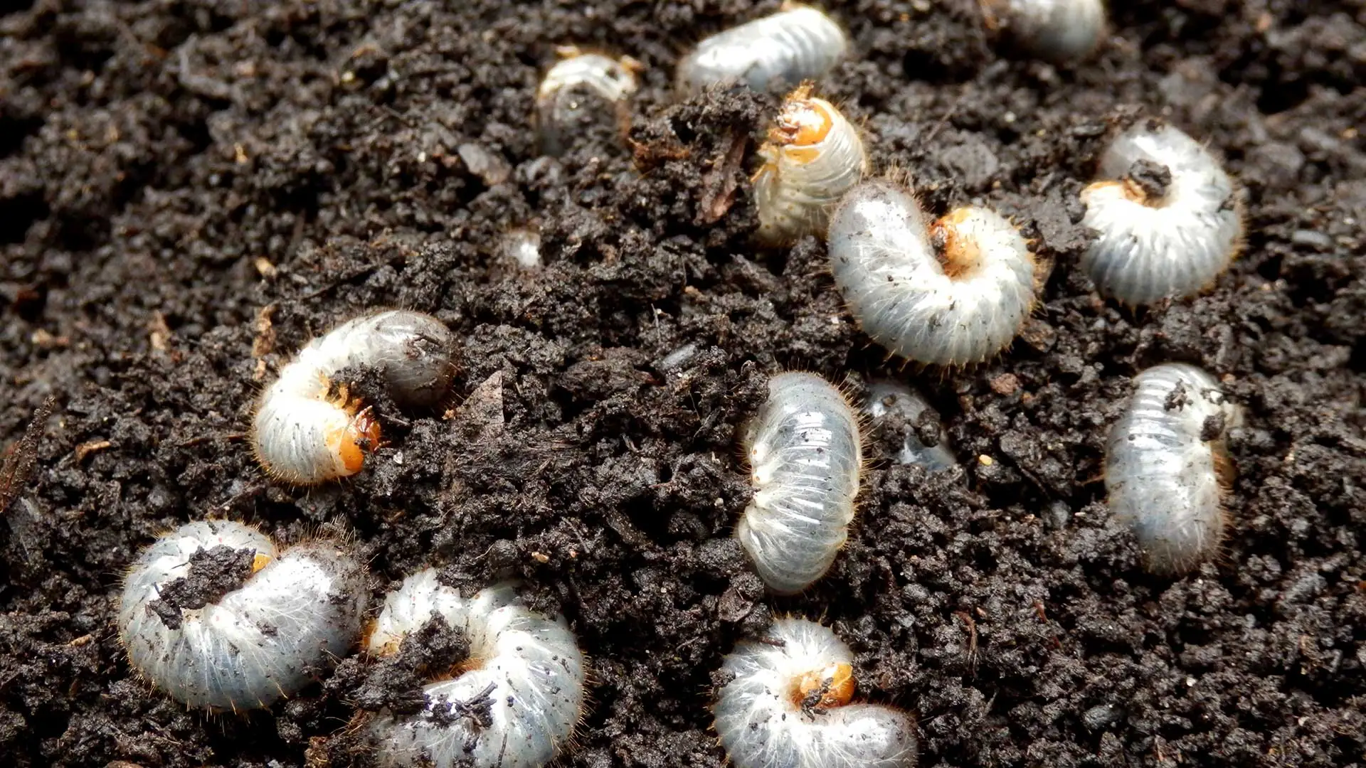 Lawn grubs found in lawn soil near Gilbert, AZ.