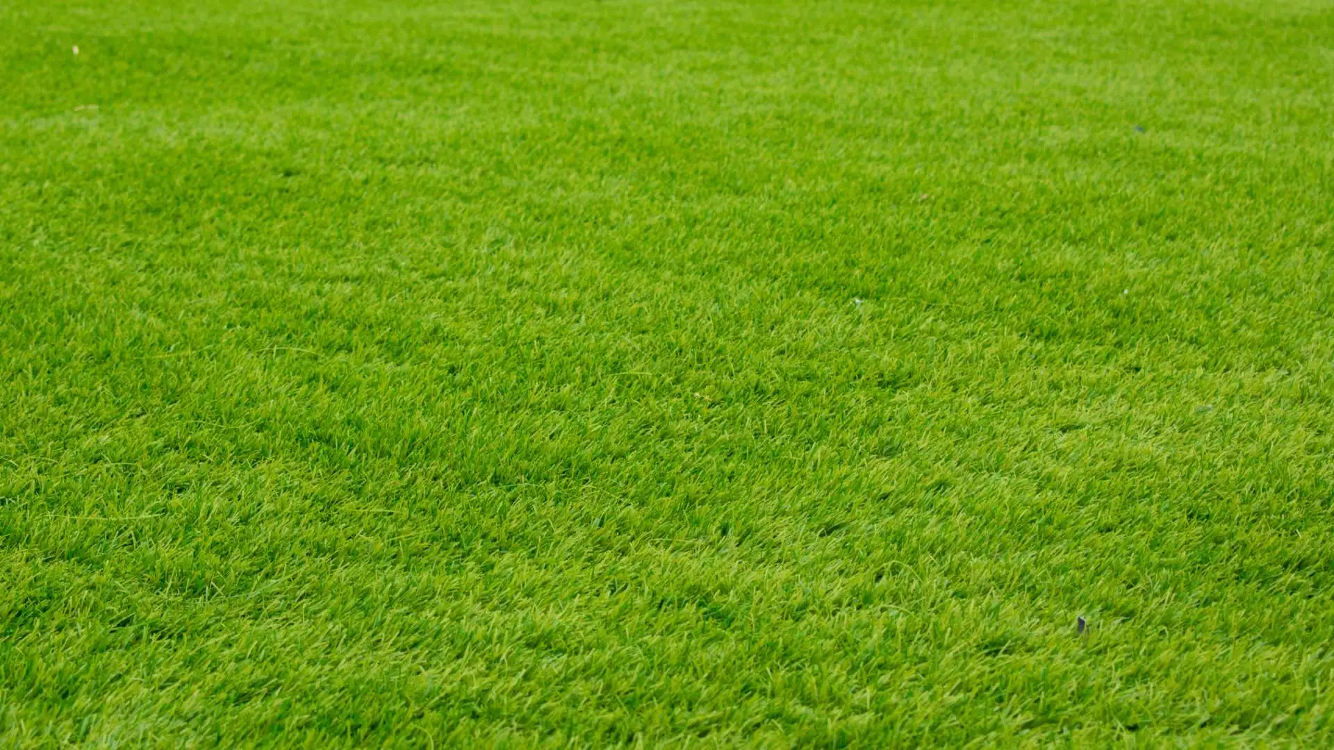 Planning on Laying Sod in Arizona? Choose Bermudagrass!