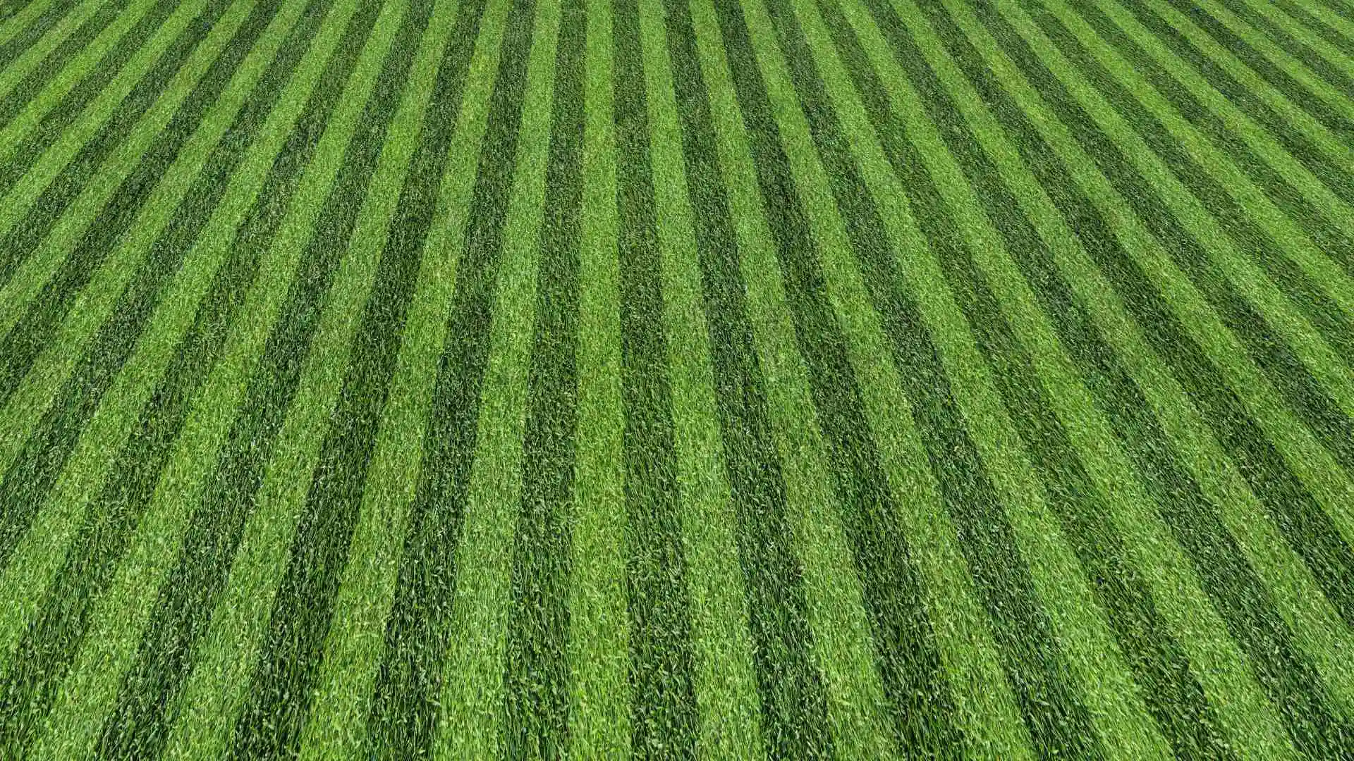 Here’s Why You Should Be Changing Directions Each Time You Mow Your Grass