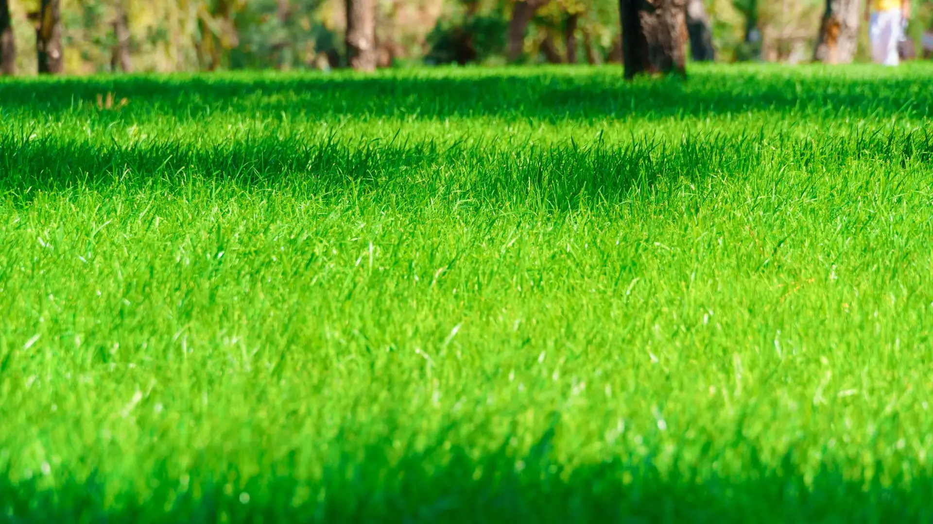 Is Liquid or Granular Fertilizer Better for Lawns in Arizona?