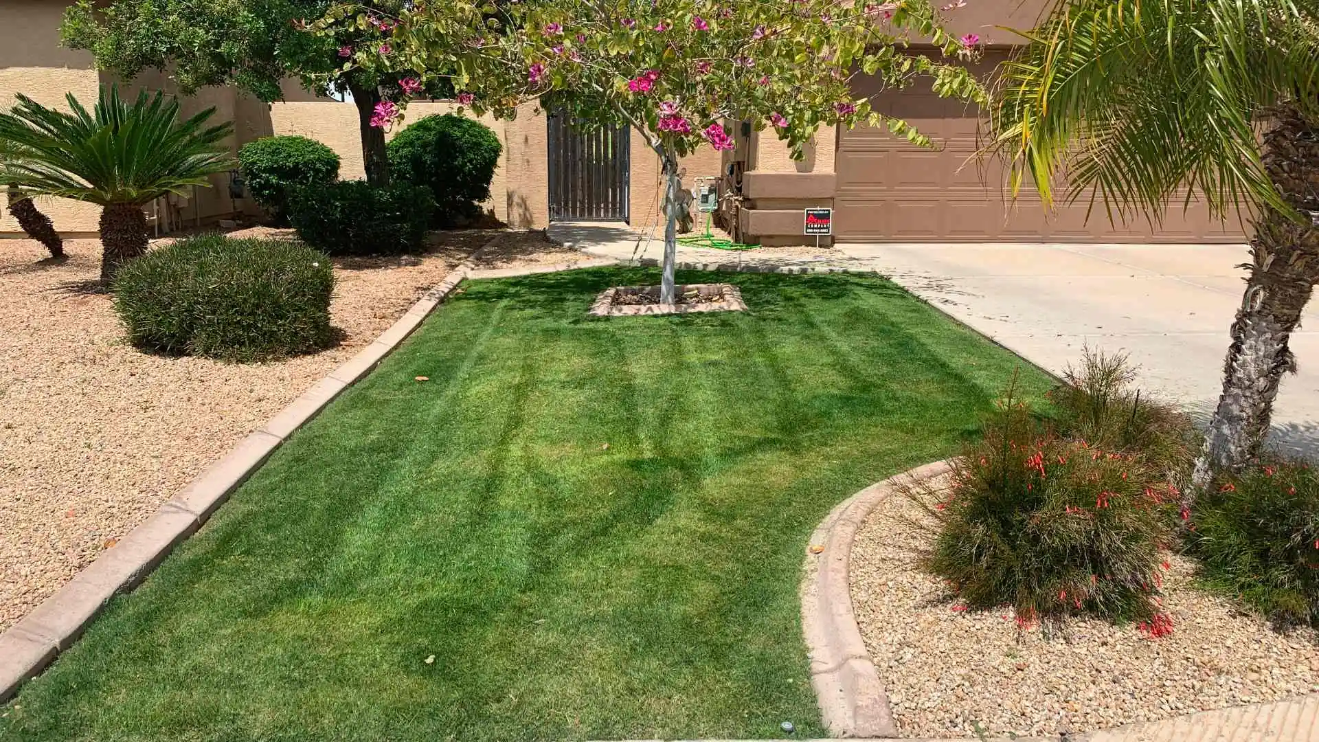 Maintained lawn after spring cleanup services in Mesa, AZ.