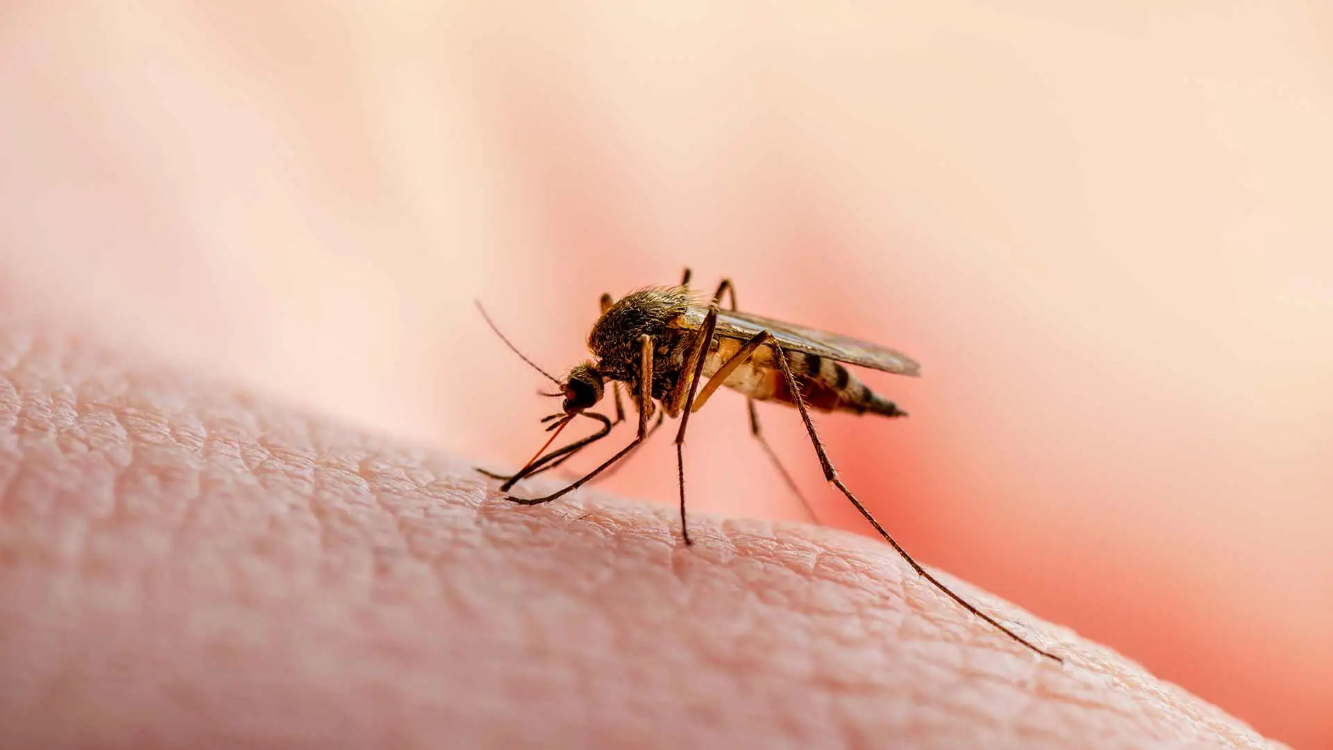 Mosquito biting a hand near Gilbert, AZ.