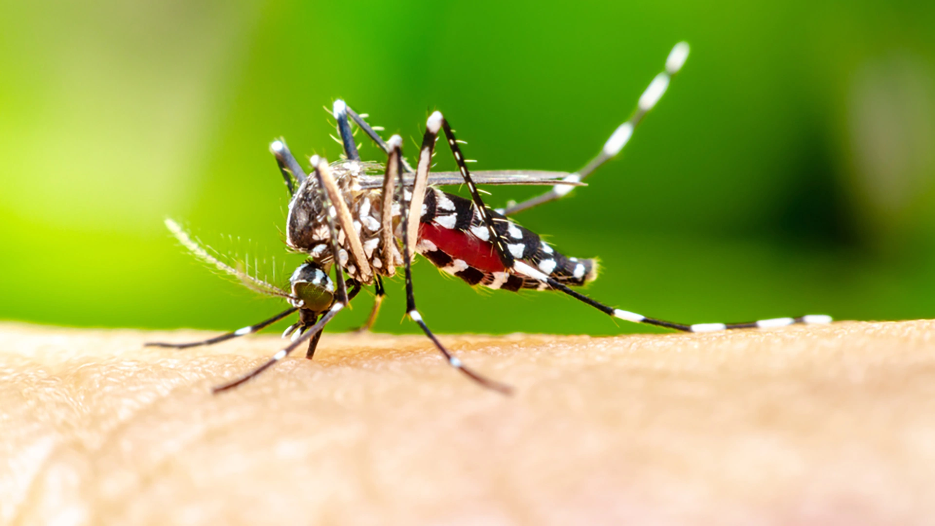 3 Ways You're Accidentally Attracting Mosquitoes to Your Property