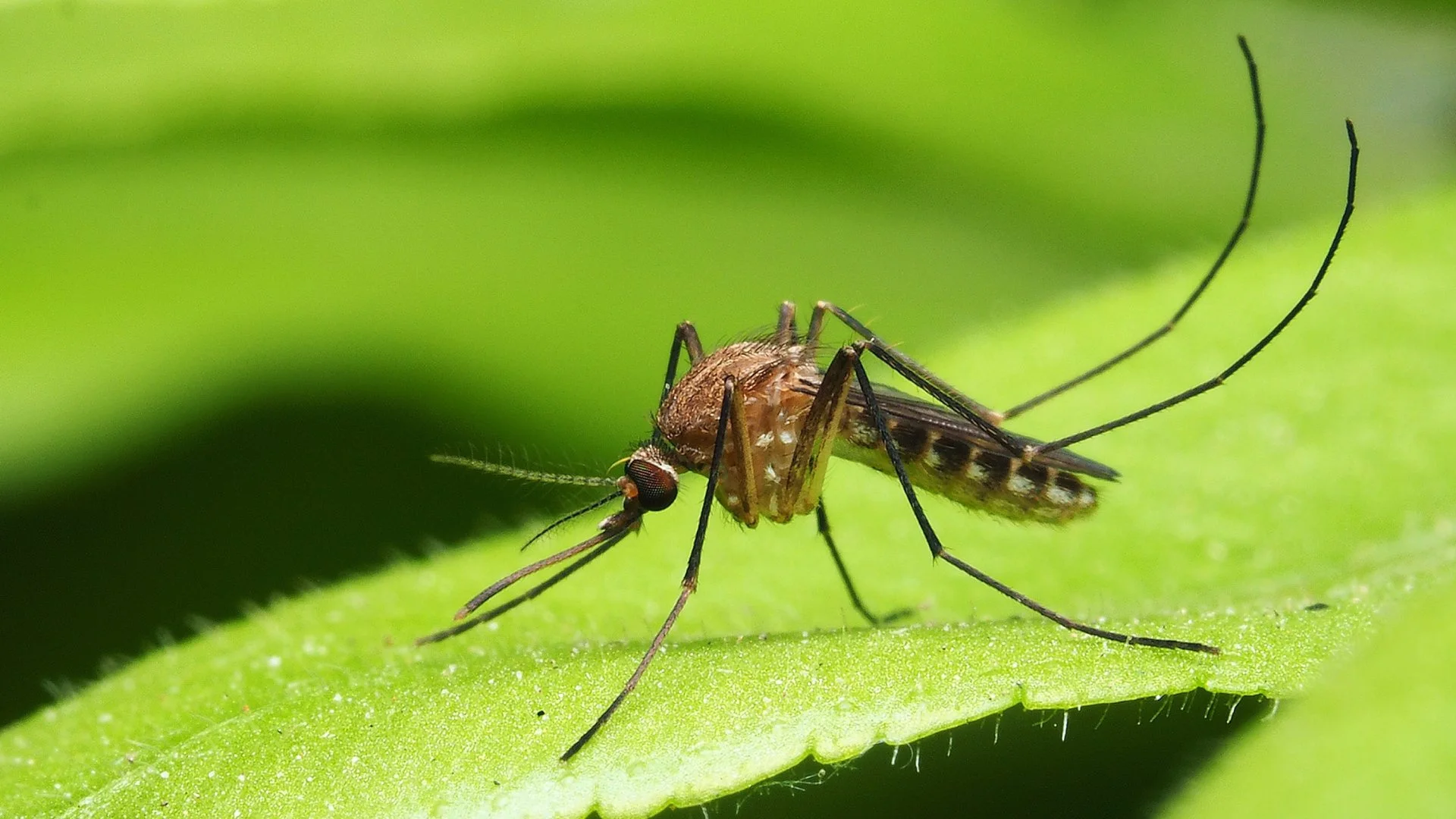 Put an End to Your Mosquito Problem by Scheduling Professional Treatments