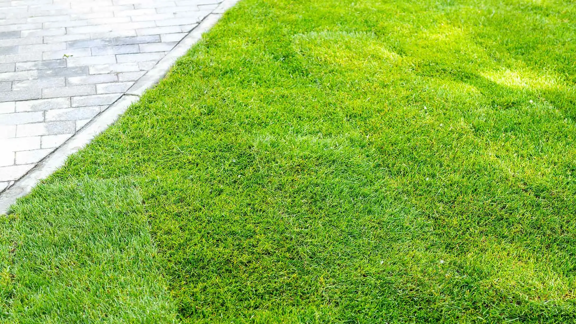 Your Guide to Caring for Newly Installed Sod