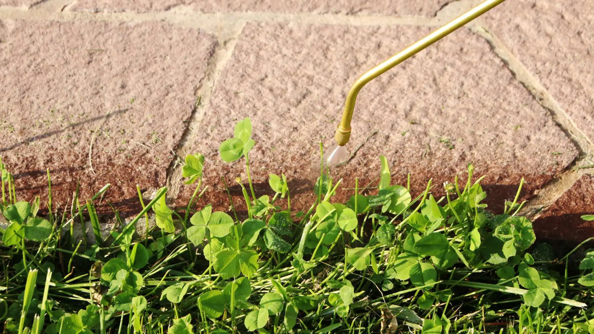 What's the Perfect Weed Control Schedule for Lawns in Arizona?