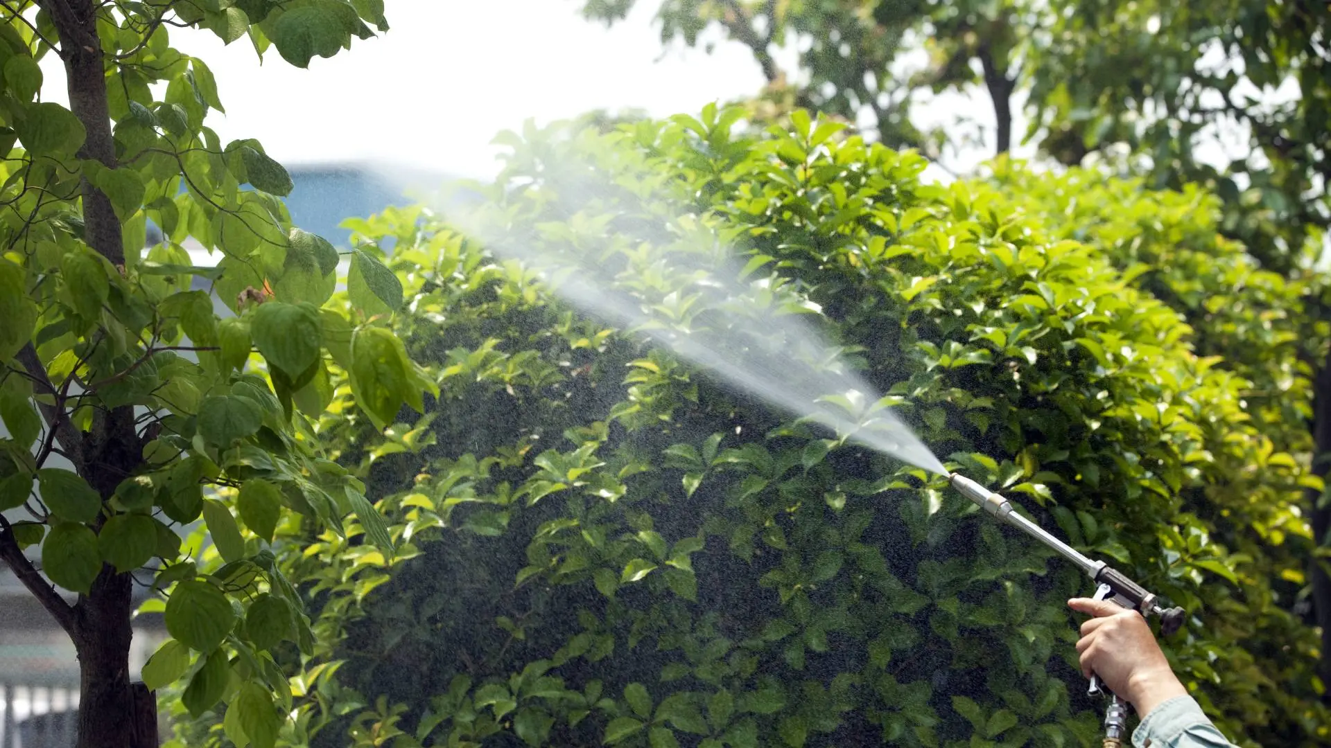 3 Reasons You Need to Fertilize Your Trees in Arizona