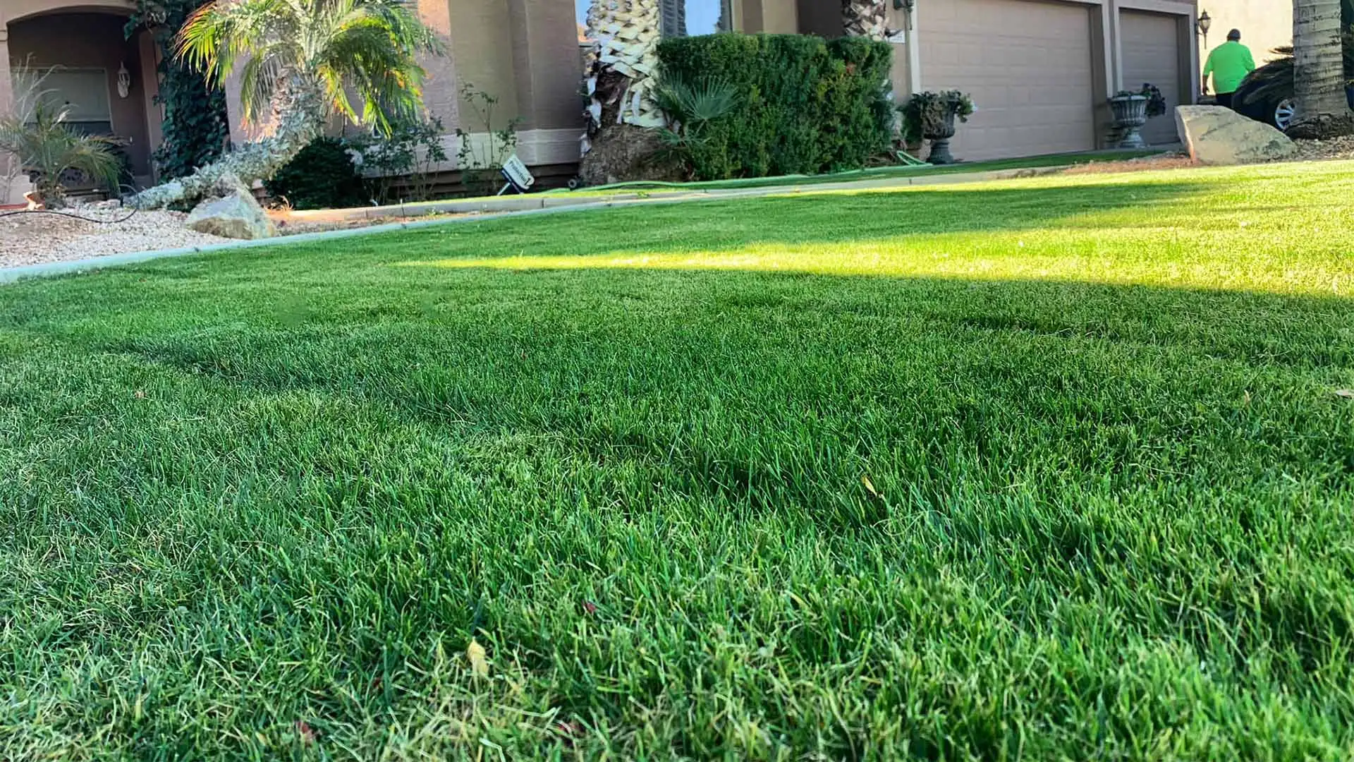 Recently mowed lawn in Gilbert, AZ.