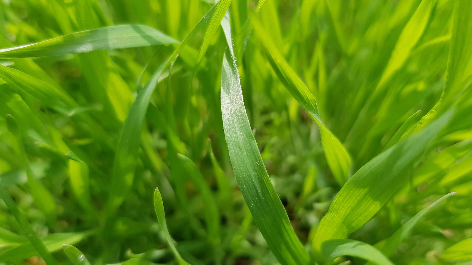 Overseeding Your Lawn in Arizona This Fall? Use Ryegrass Seeds!