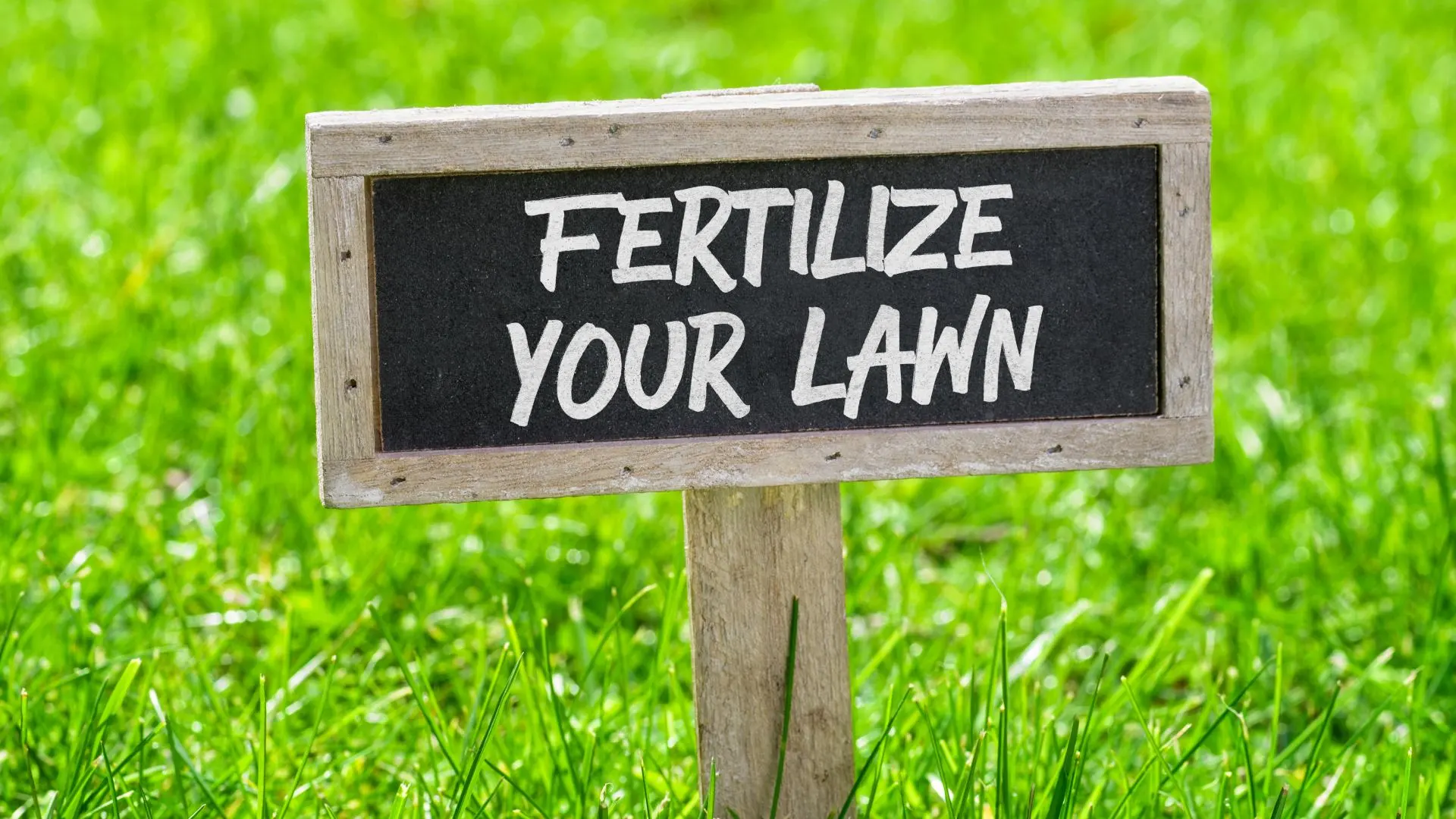 Lawn Fertilization 101 - Everything You Need to Know About Lawn Fertilizer