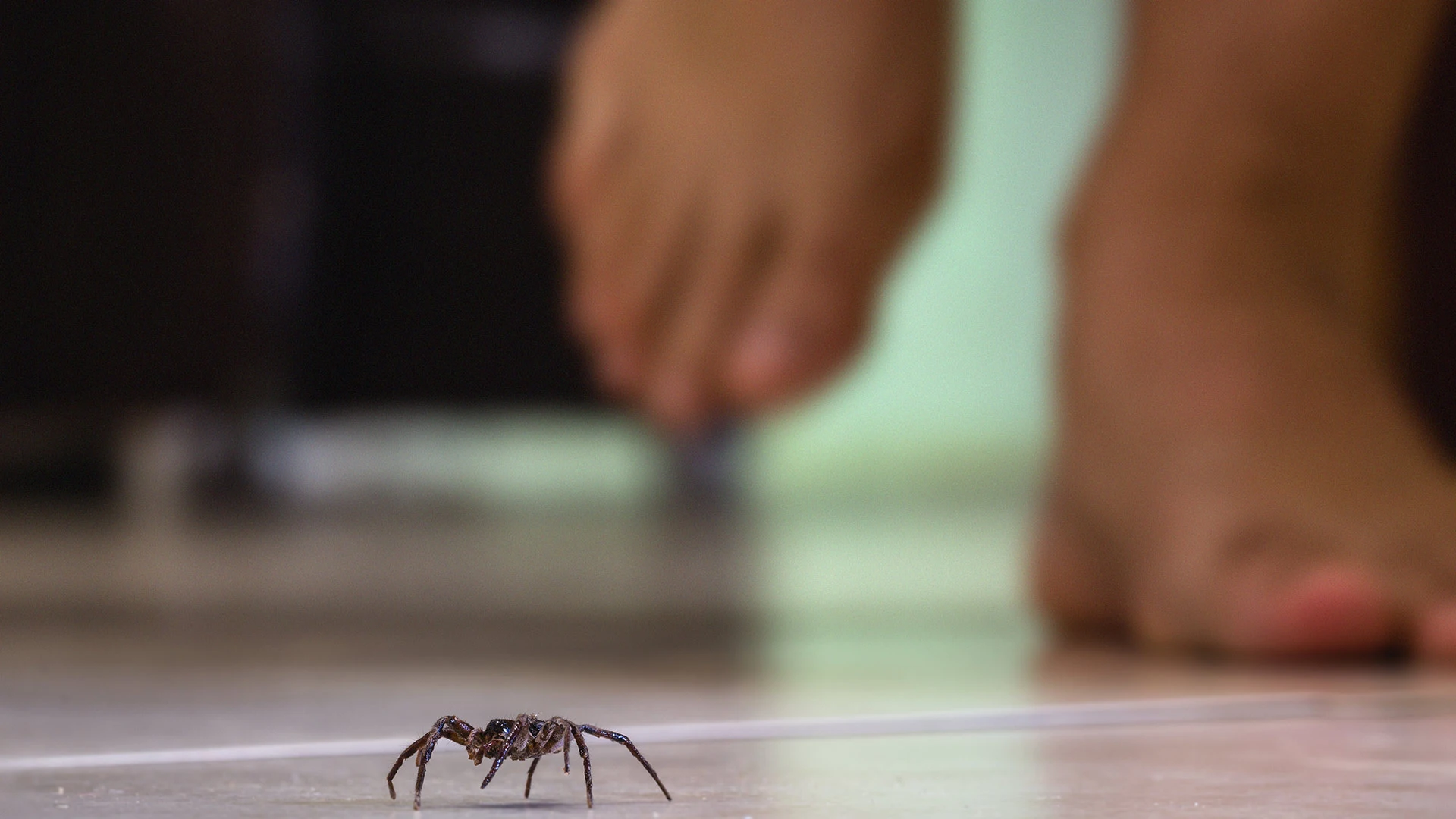 Seeing Spiders in Your Home or Business? Here’s How to Keep Them Out!