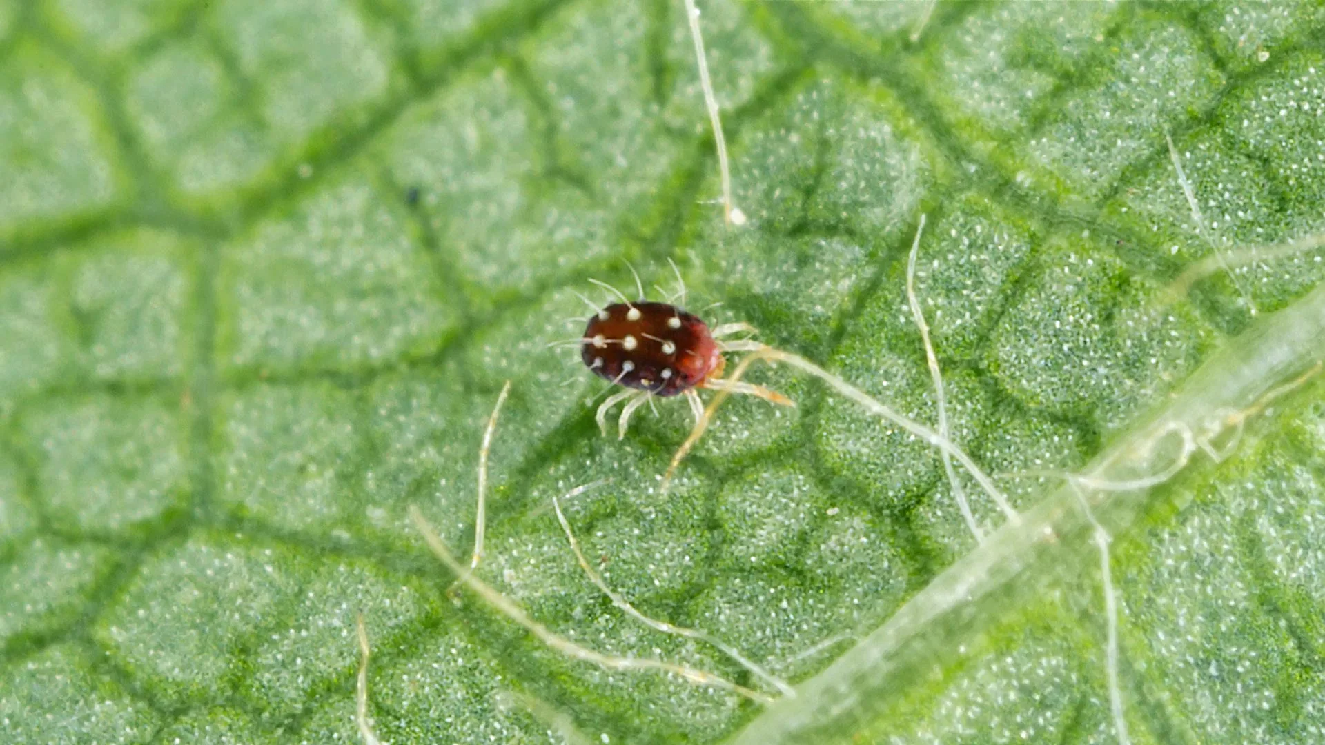 What Does Spider Mite Tree Damage Look Like & How Do You Treat It?