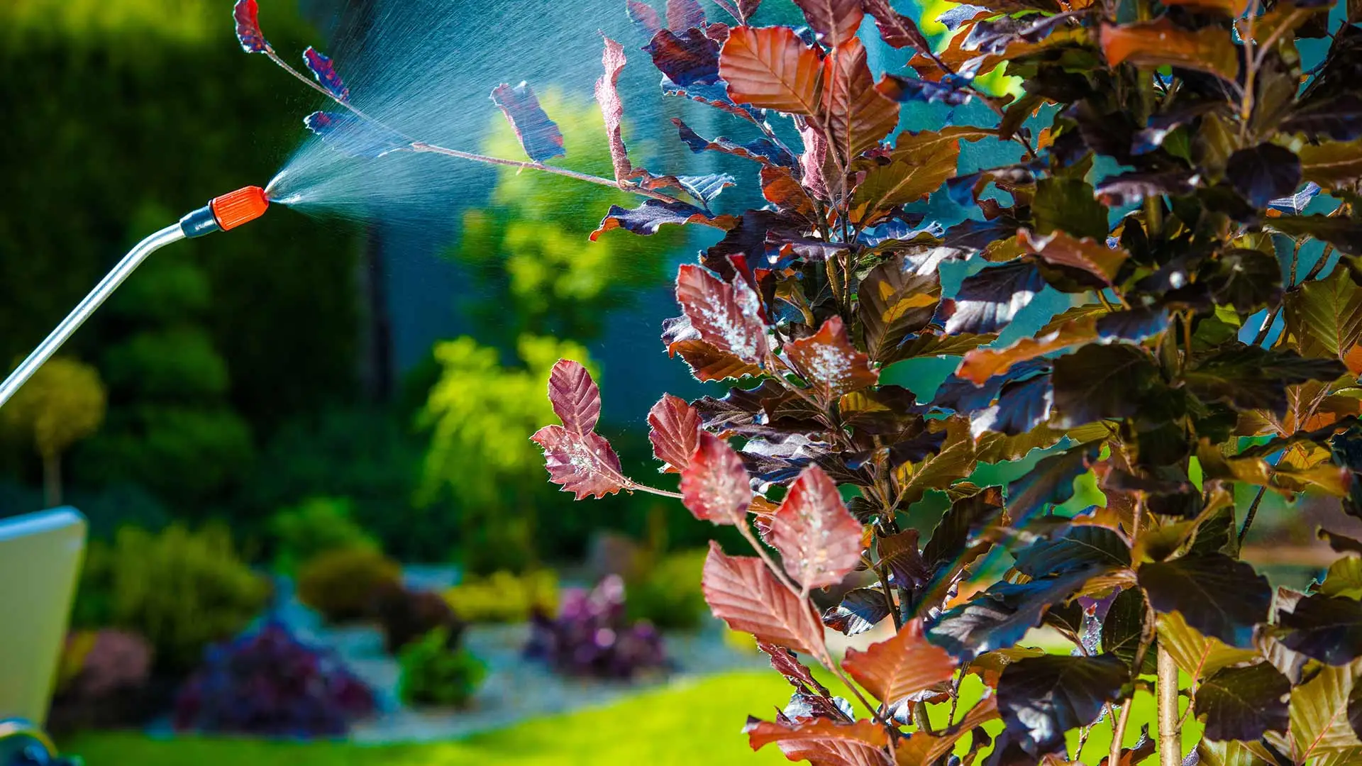 Spraying a landscape shrub with pest control treatments in Gilbert, AZ.