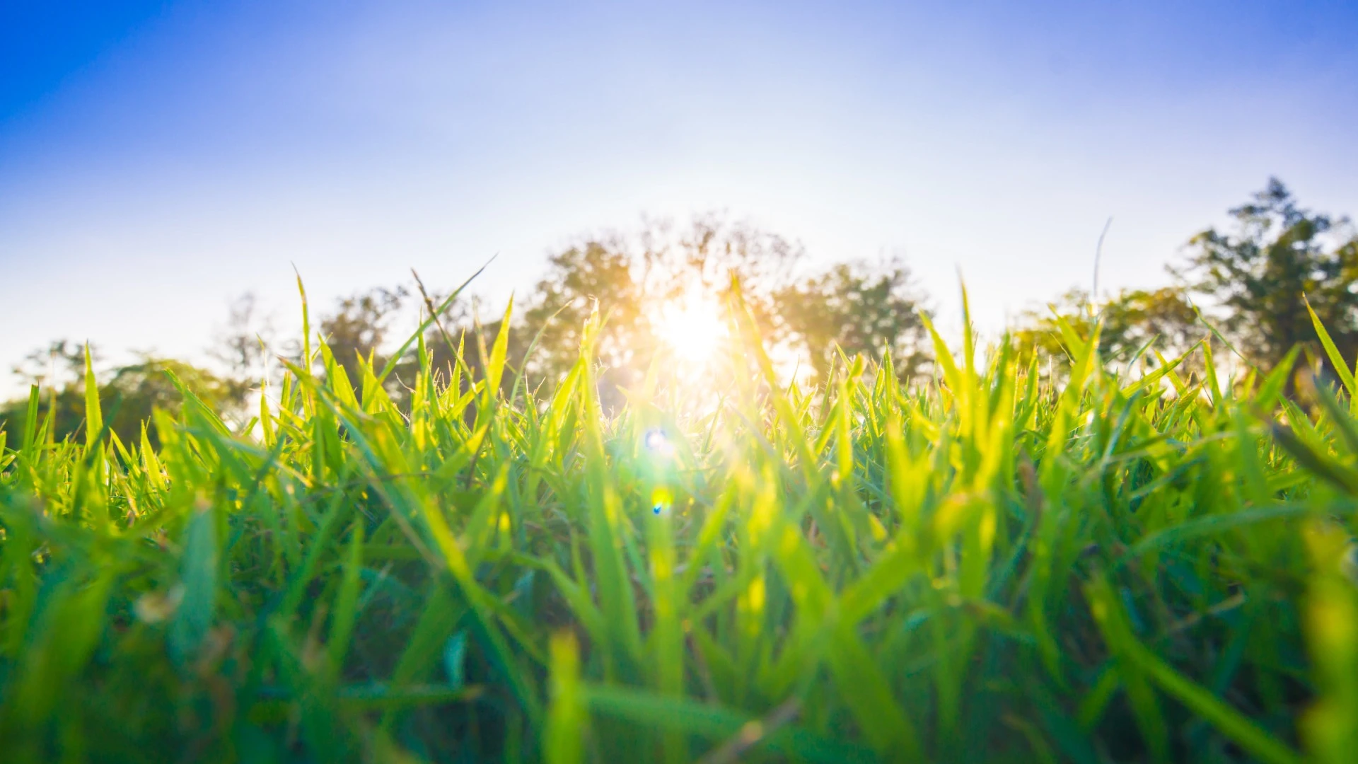 Keep Your Lawn Looking Great This Summer With These 3 Lawn Care Services
