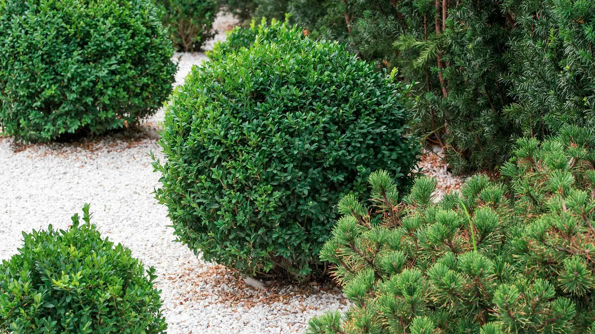 Mesa, AZ property with landscape trimming services.