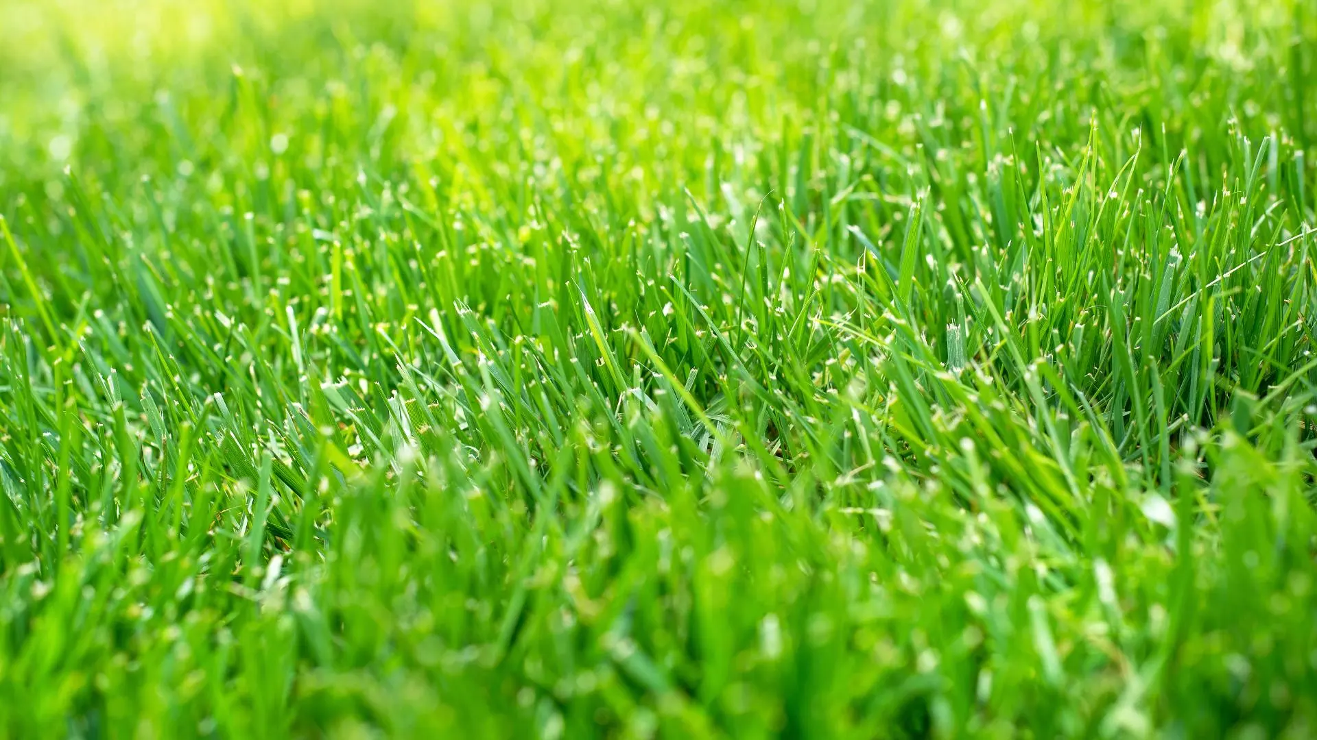 The Main Ingredients in Your Lawn Fertilizer & How They Help Your Grass