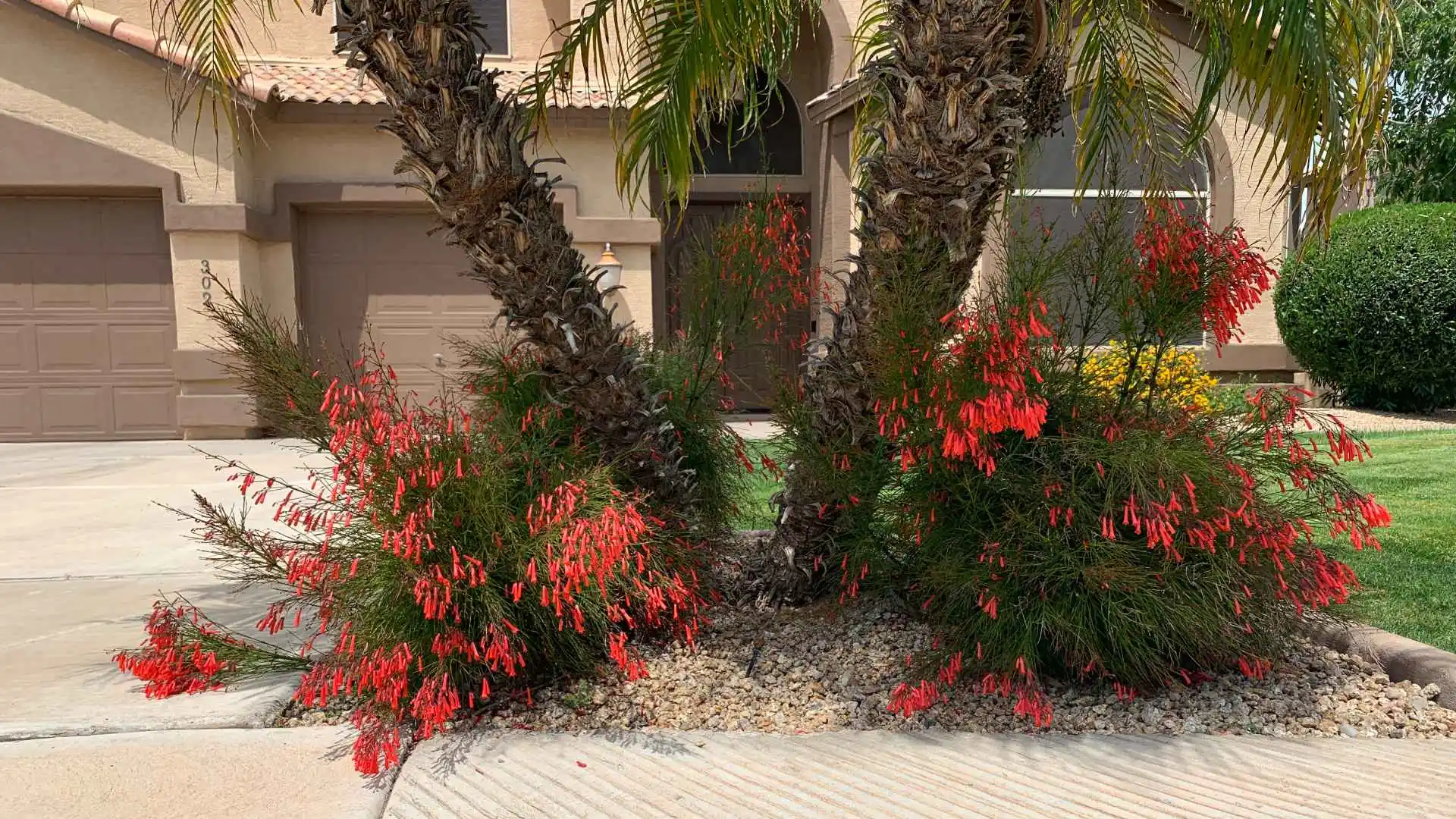 Don’t Wait - Remove Weeds From Your Landscape Beds ASAP!