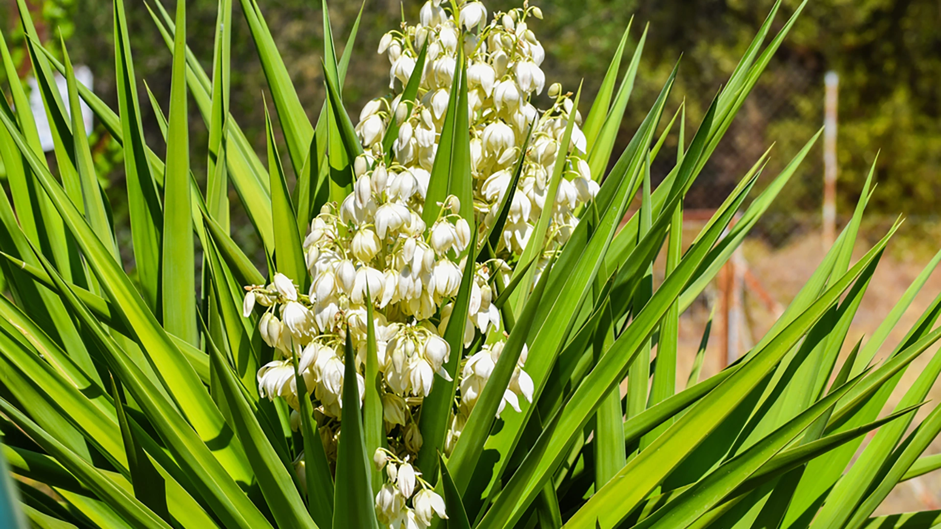 Yucca plants in Gilbert, AZ.