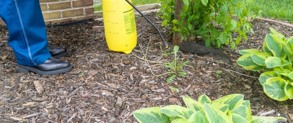 Weed growing in landscape bed near plants in Gilbert, AZ.