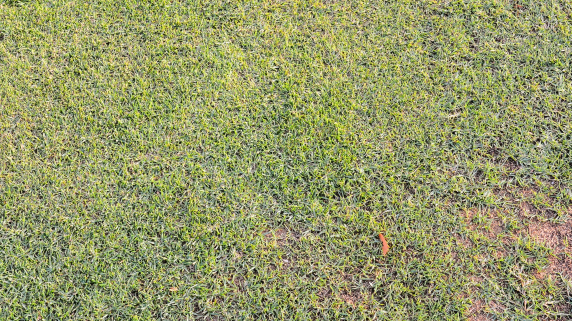 3 Ways Your Lawn Mowing Company Could Be Harming Your Grass